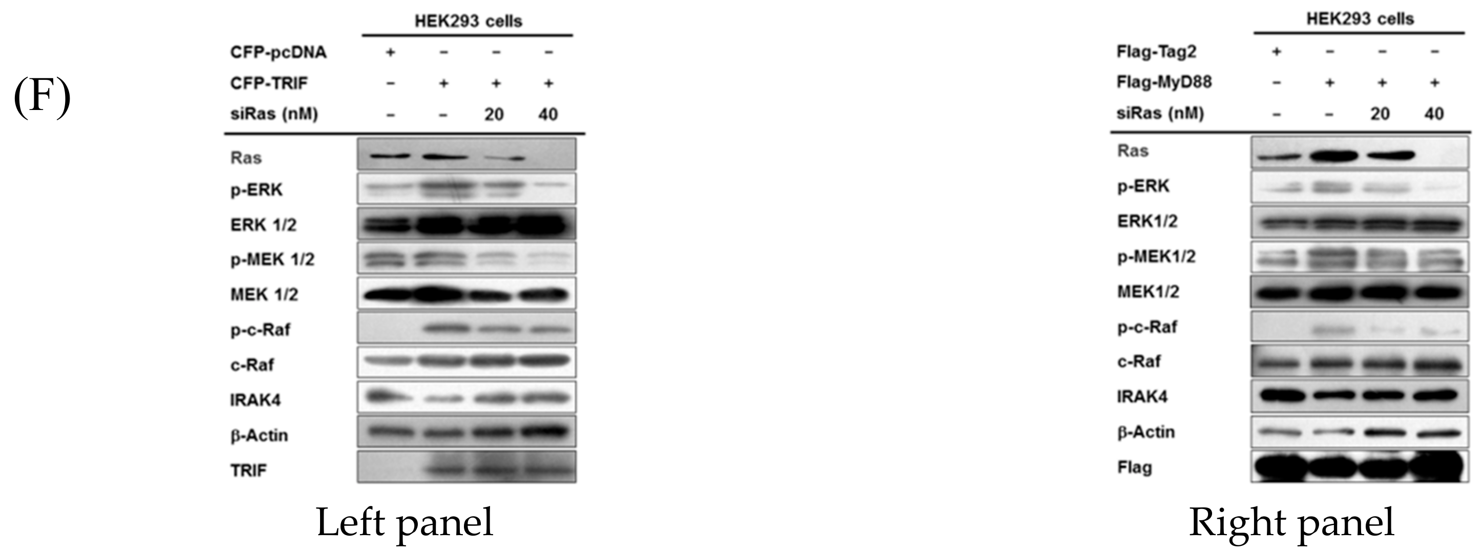 Cells 09 01216 g005b