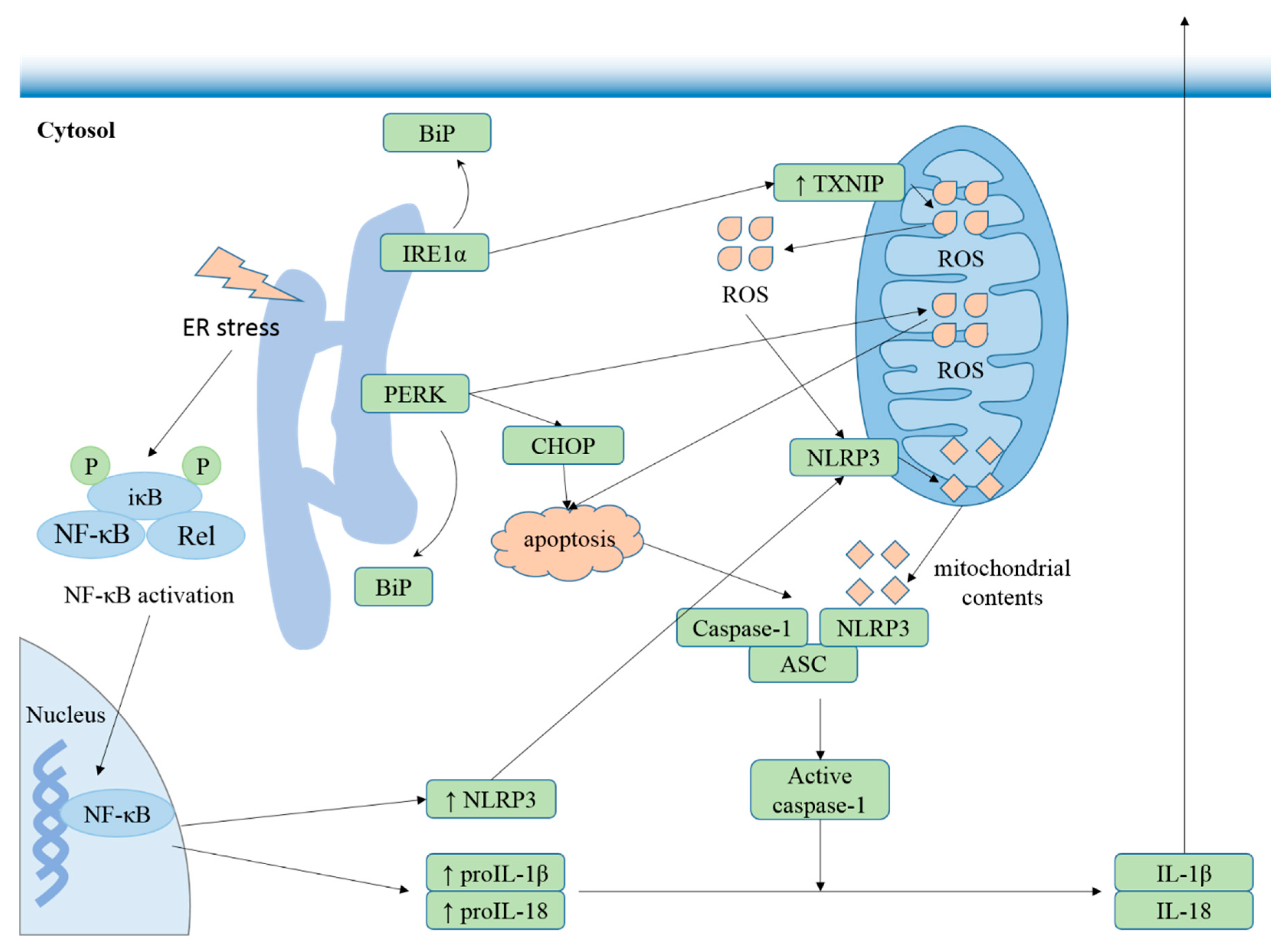 Cells 09 01219 g004 Cells 09 01219 g004