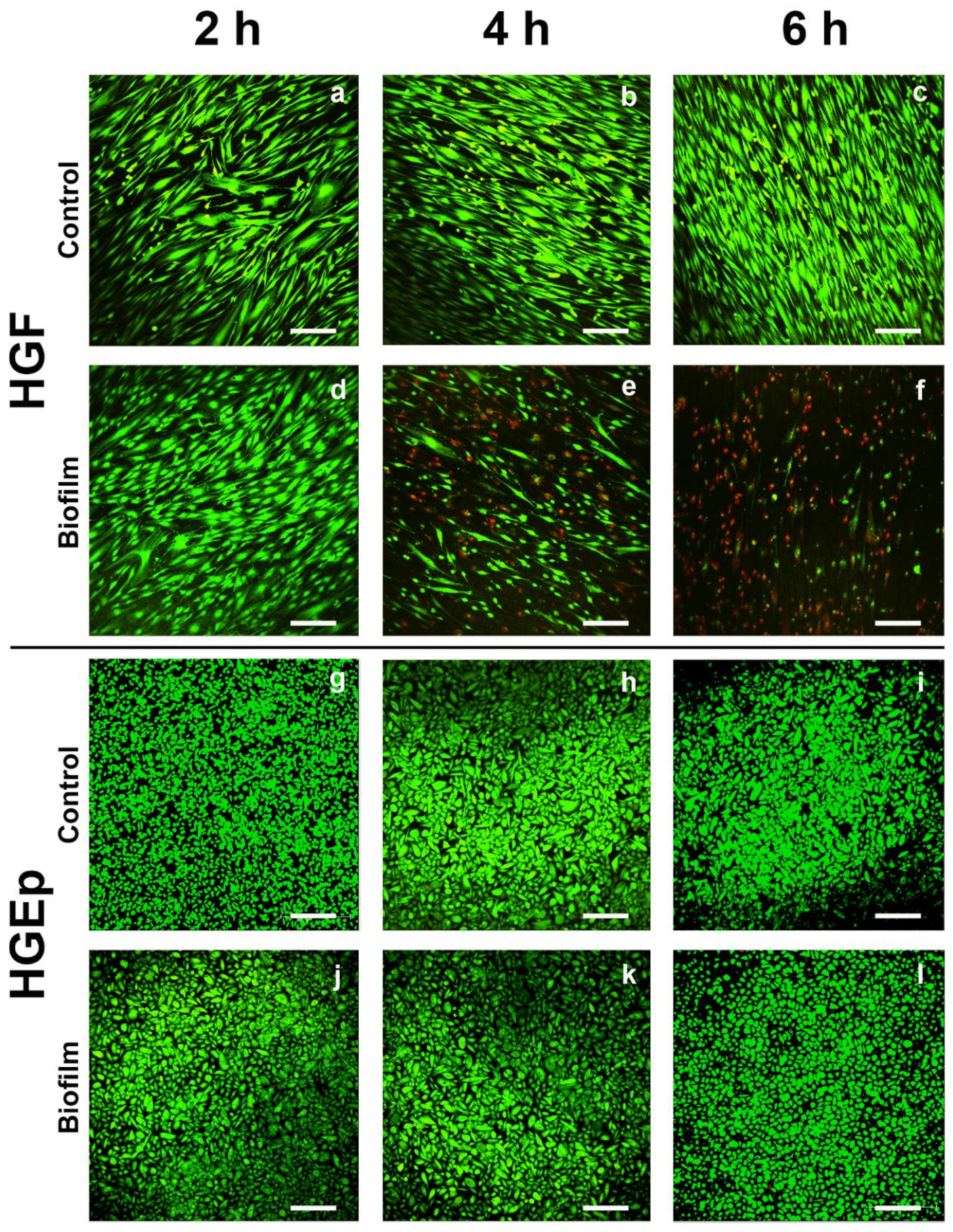 Cells 09 01226 g002 Cells 09 01226 g002