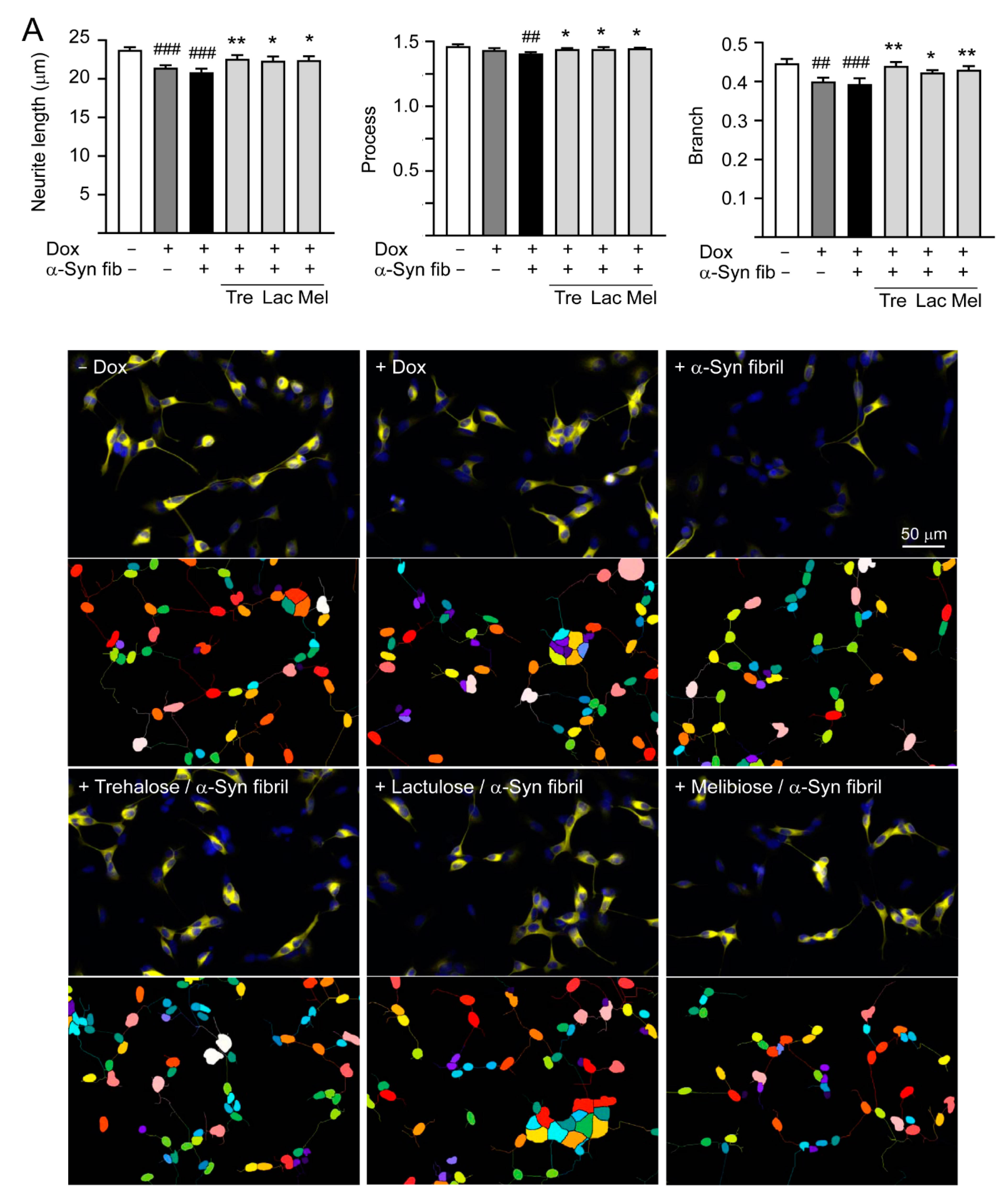 Cells 09 01230 g006a
