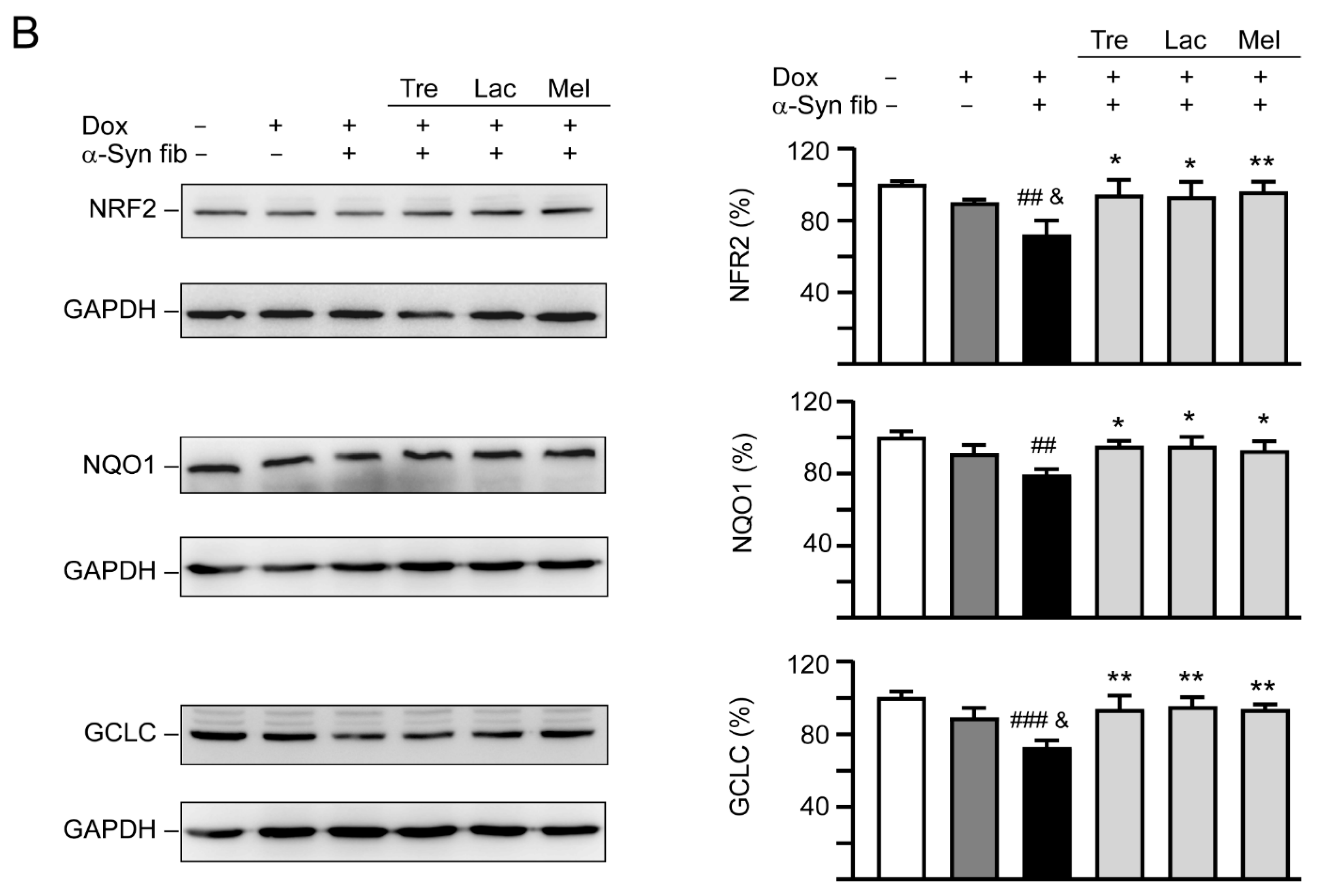 Cells 09 01230 g007b