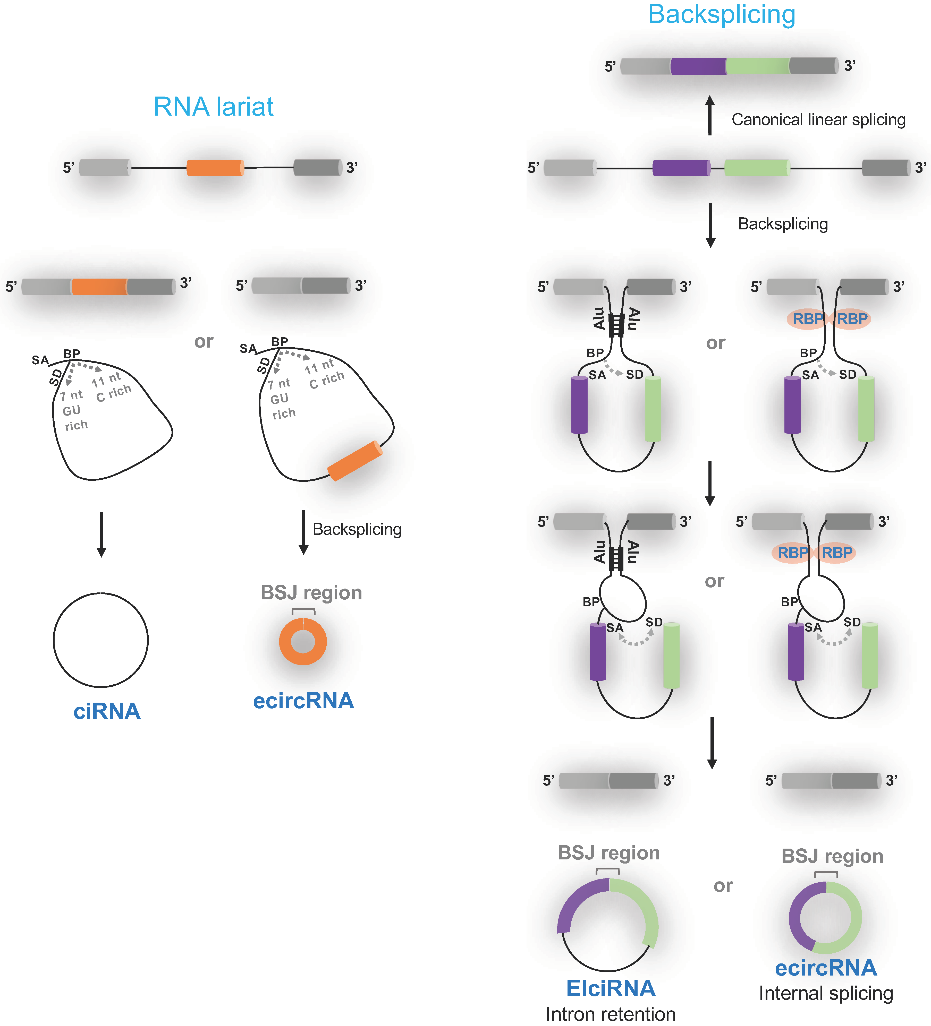 Cells 09 01240 g001 Cells 09 01240 g001