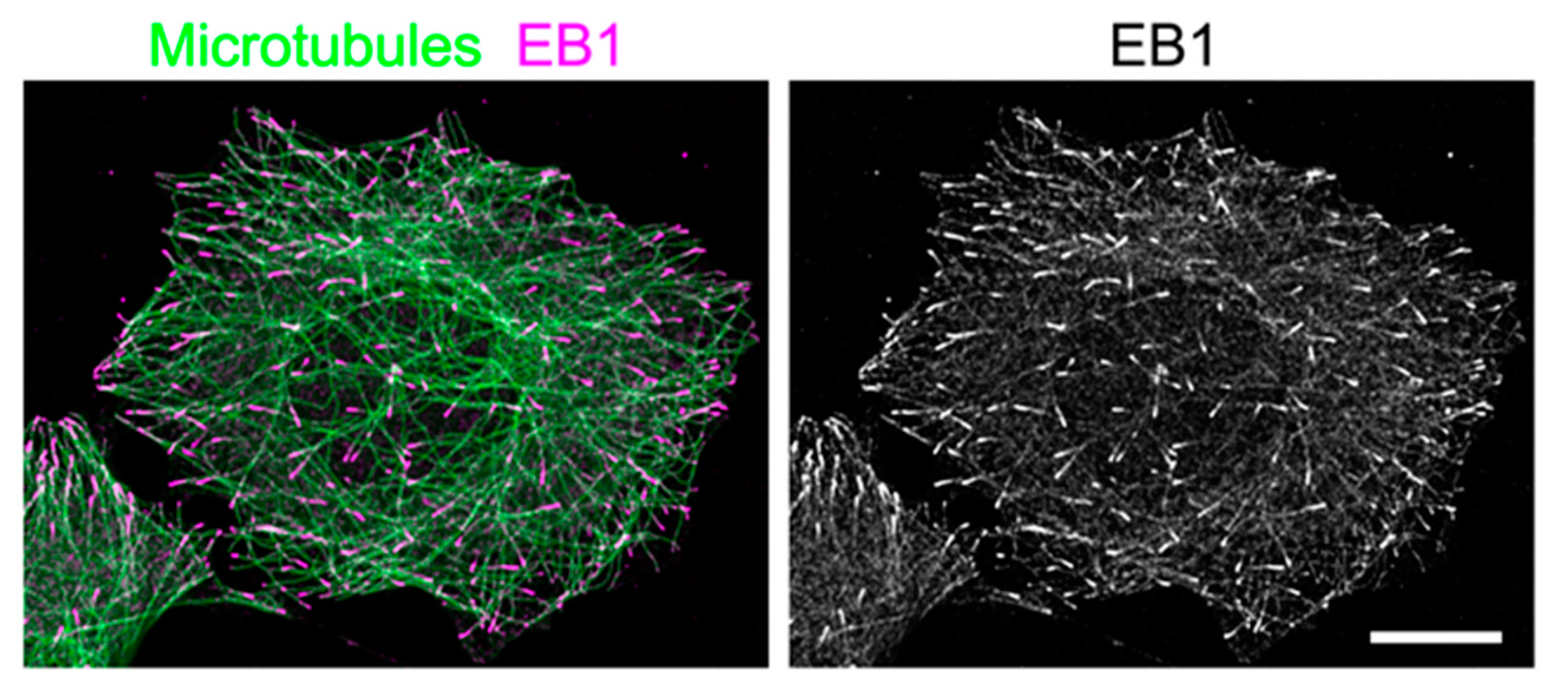 Cells 09 01255 g001 Cells 09 01255 g001