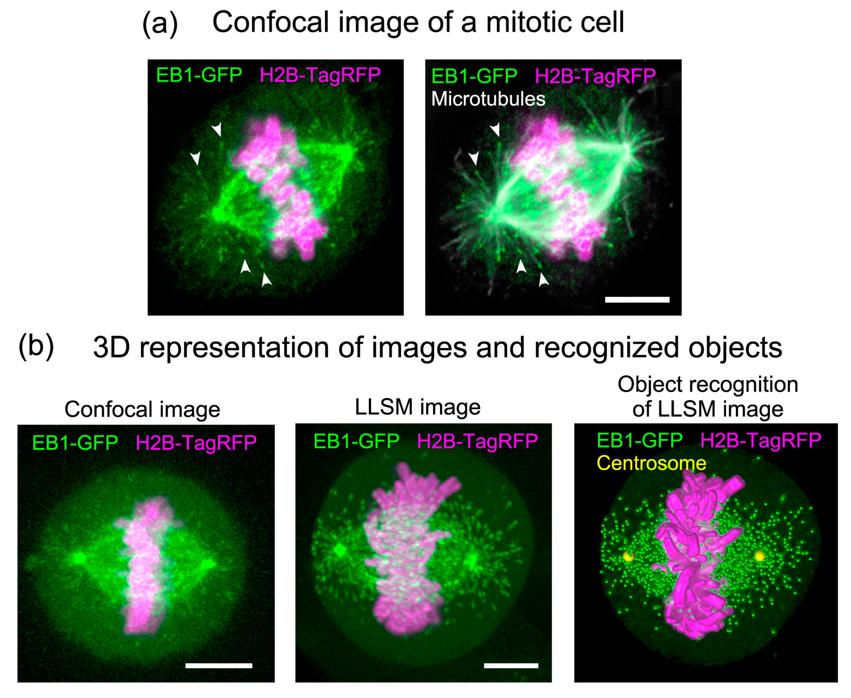 Cells 09 01255 g003 Cells 09 01255 g003
