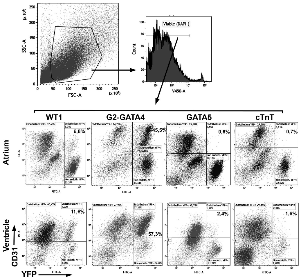 Cells 09 01257 g001