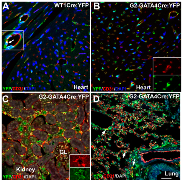 Cells 09 01257 g002