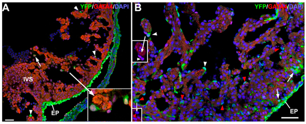 Cells 09 01257 g003