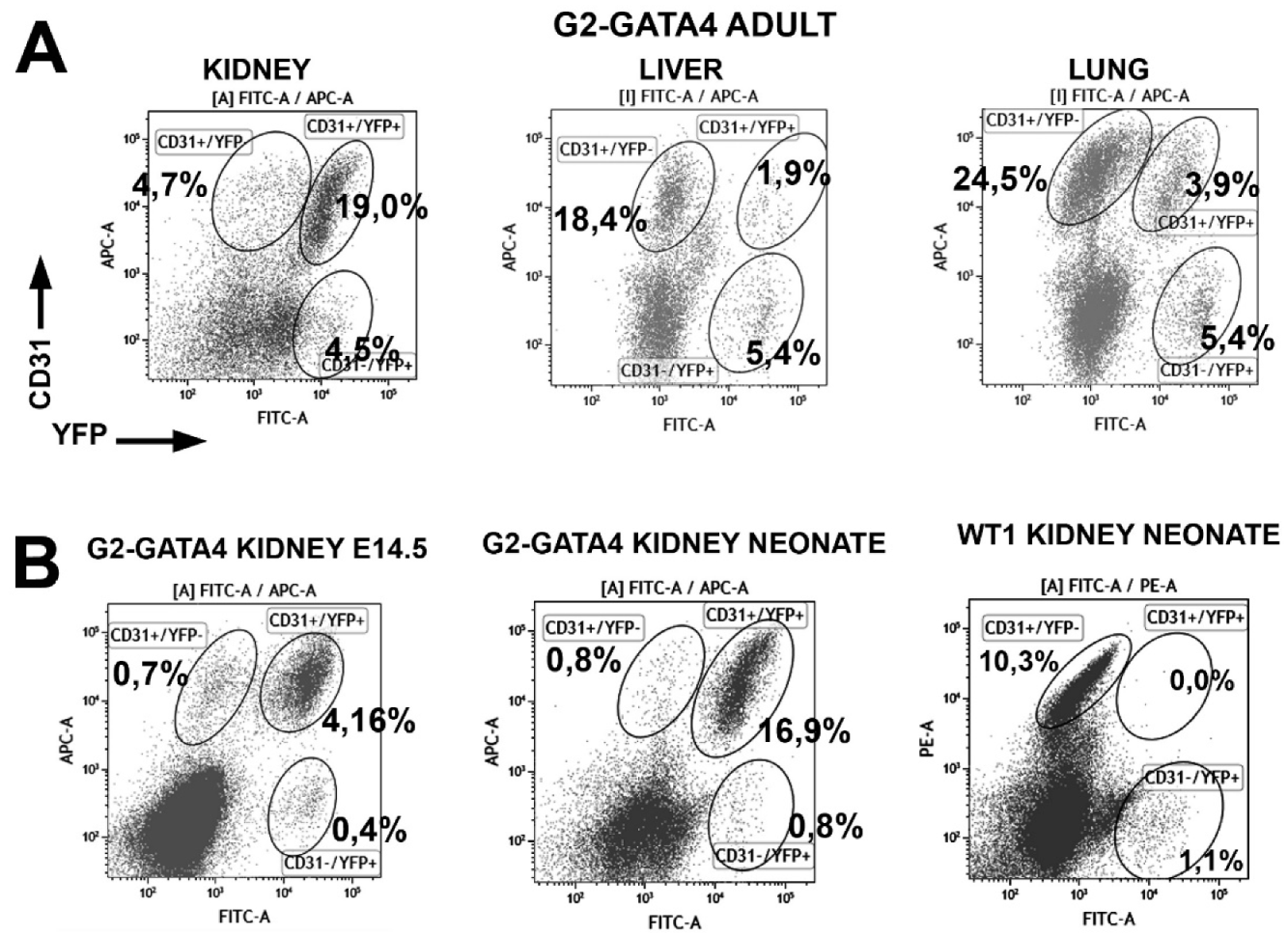 Cells 09 01257 g004
