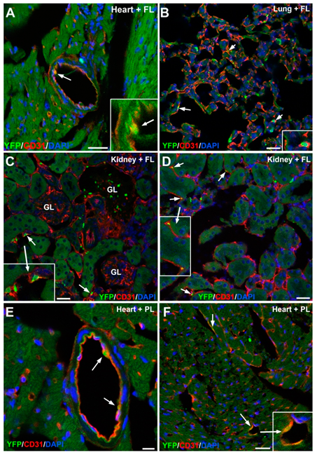 Cells 09 01257 g006