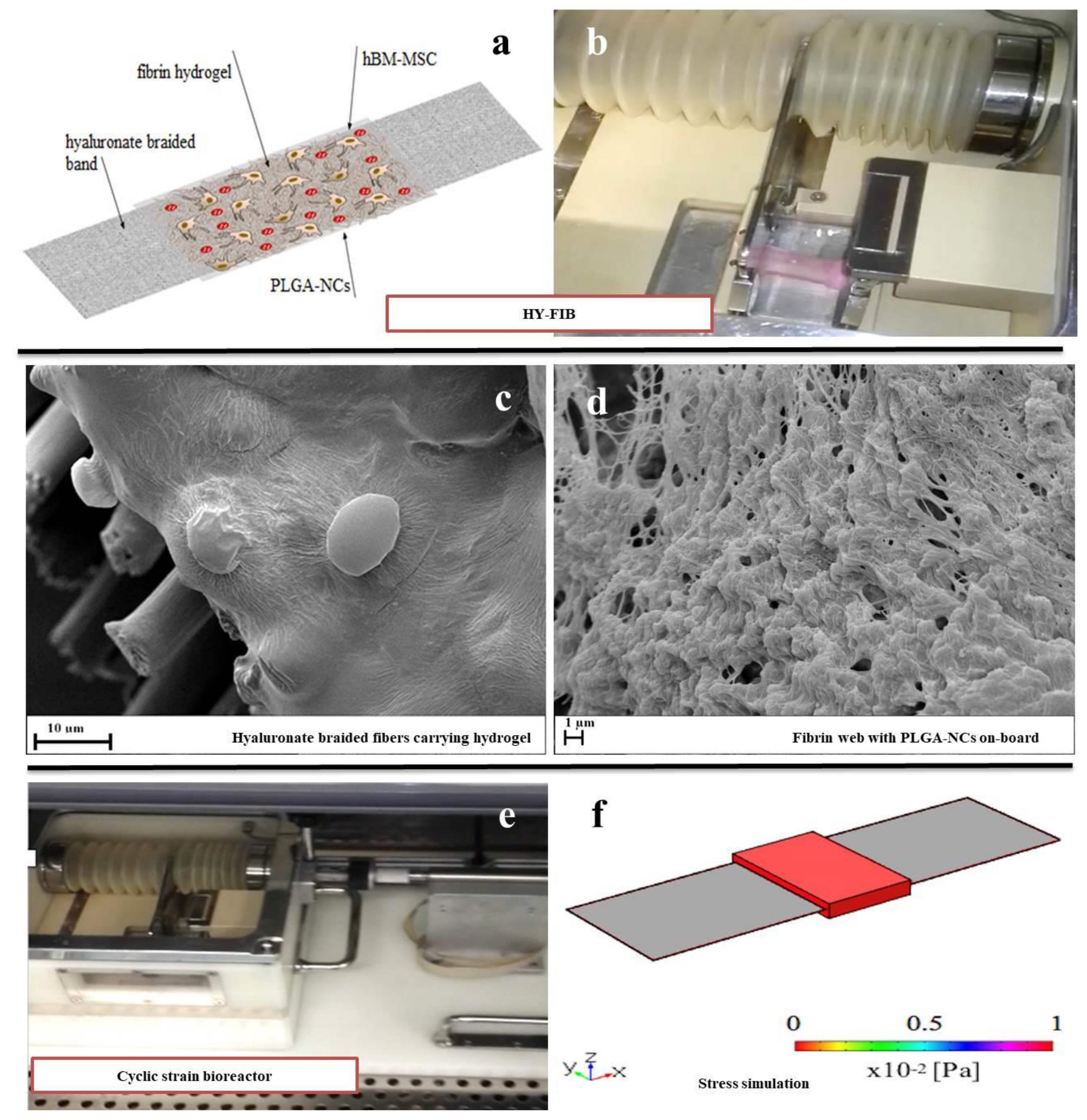 Cells 09 01268 g004 Cells 09 01268 g004