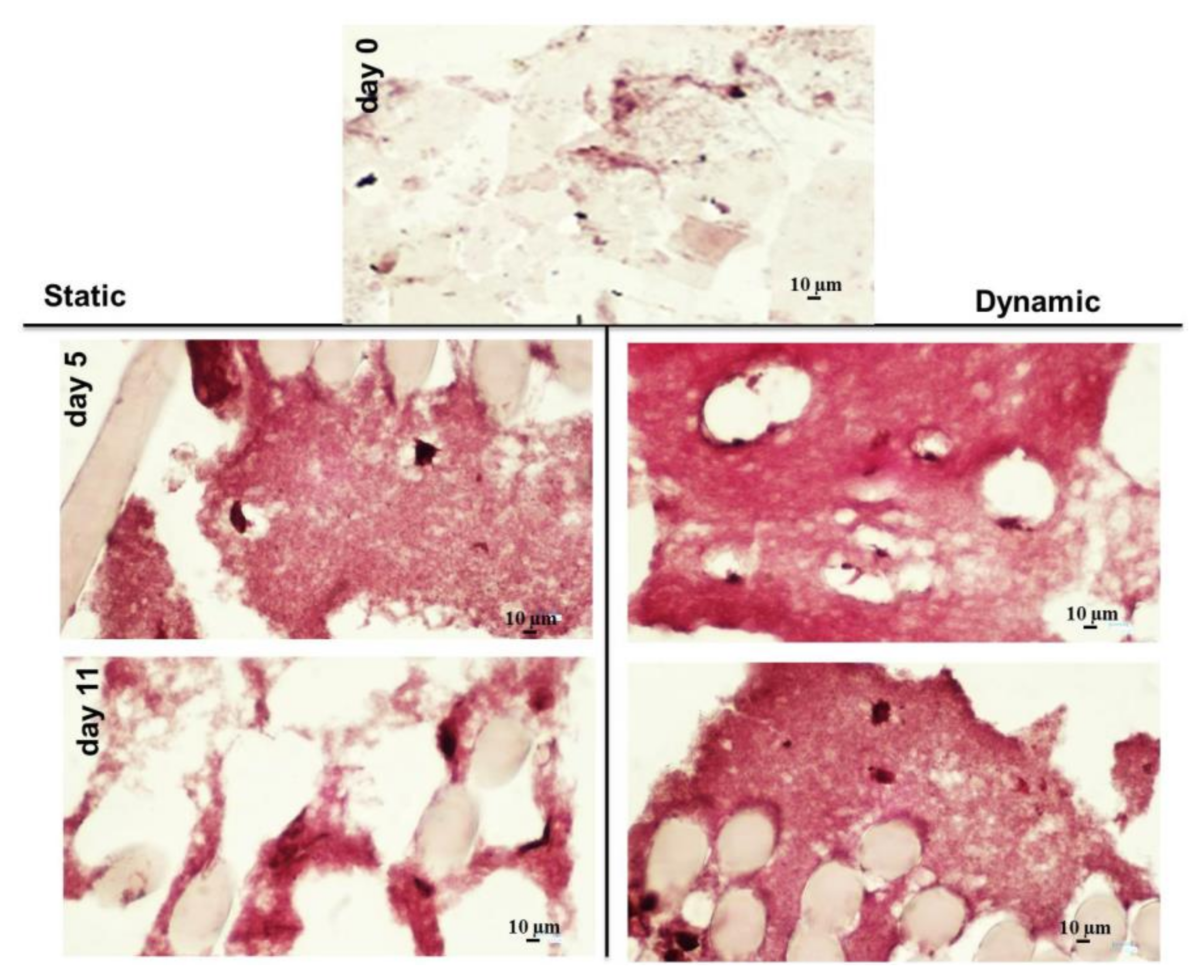 Cells 09 01268 g006 Cells 09 01268 g006