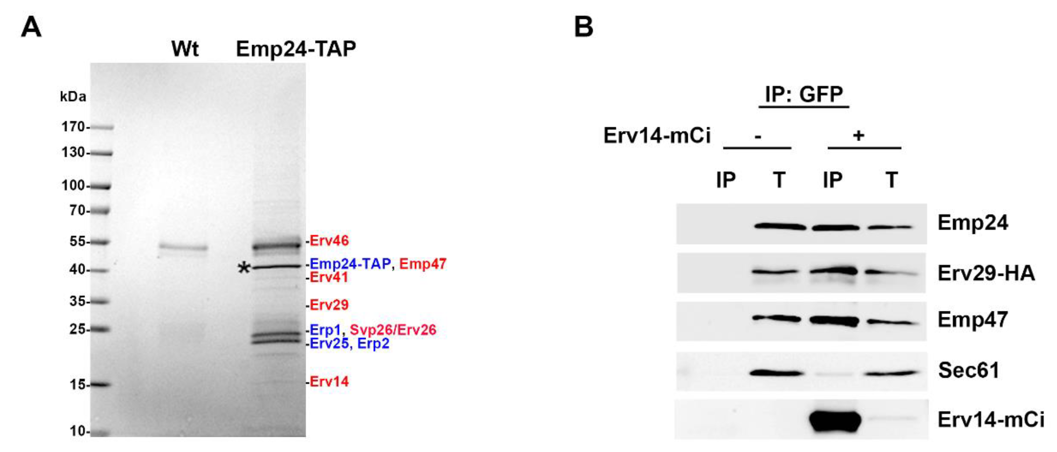 Cells 09 01295 g001 Cells 09 01295 g001