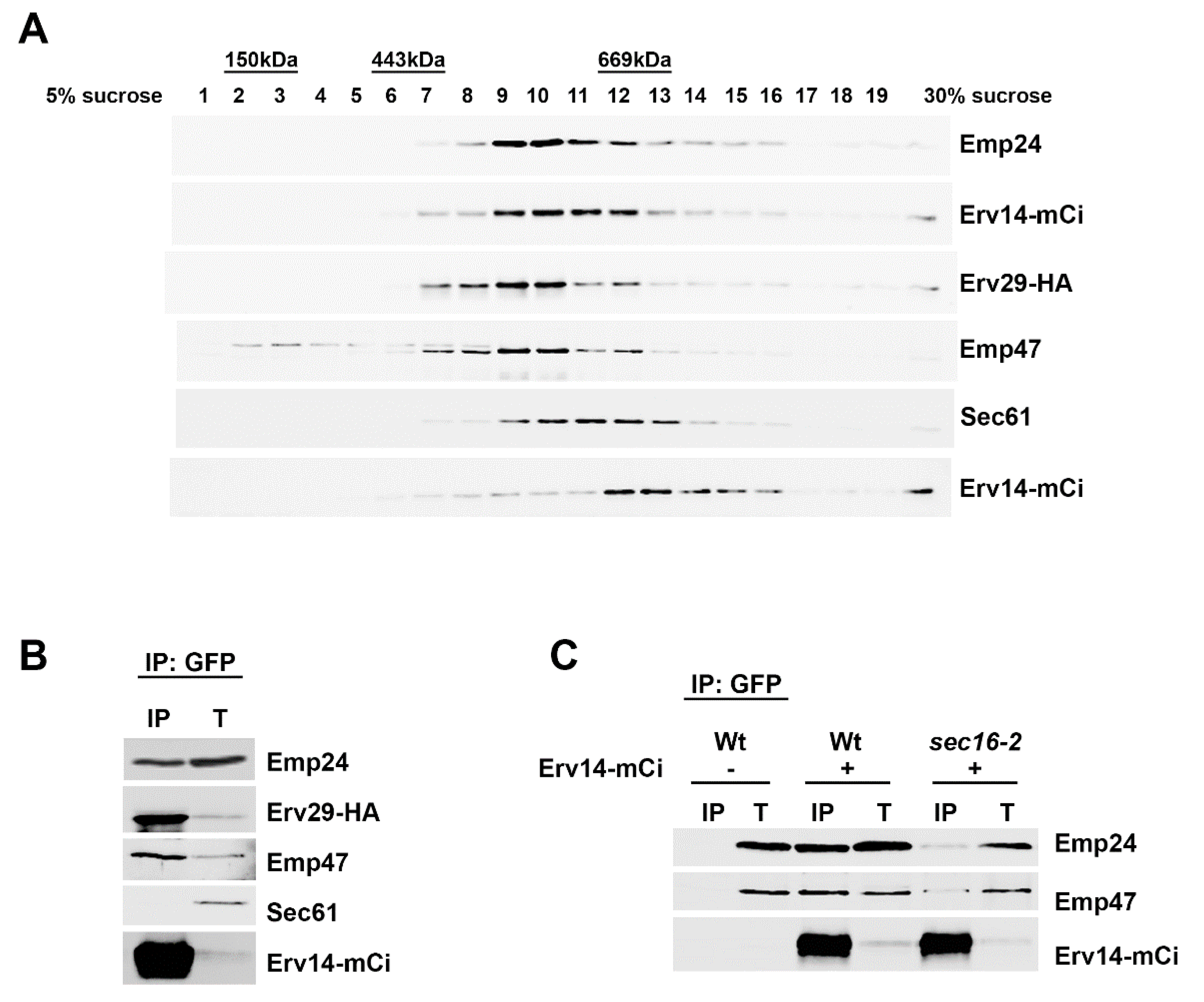 Cells 09 01295 g002 Cells 09 01295 g002