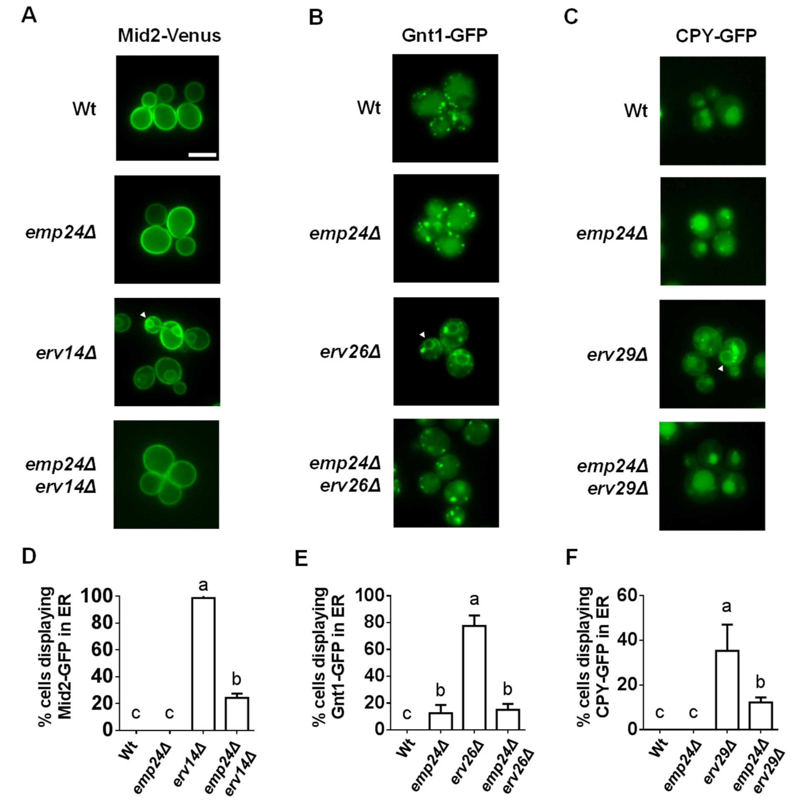 Cells 09 01295 g003 Cells 09 01295 g003