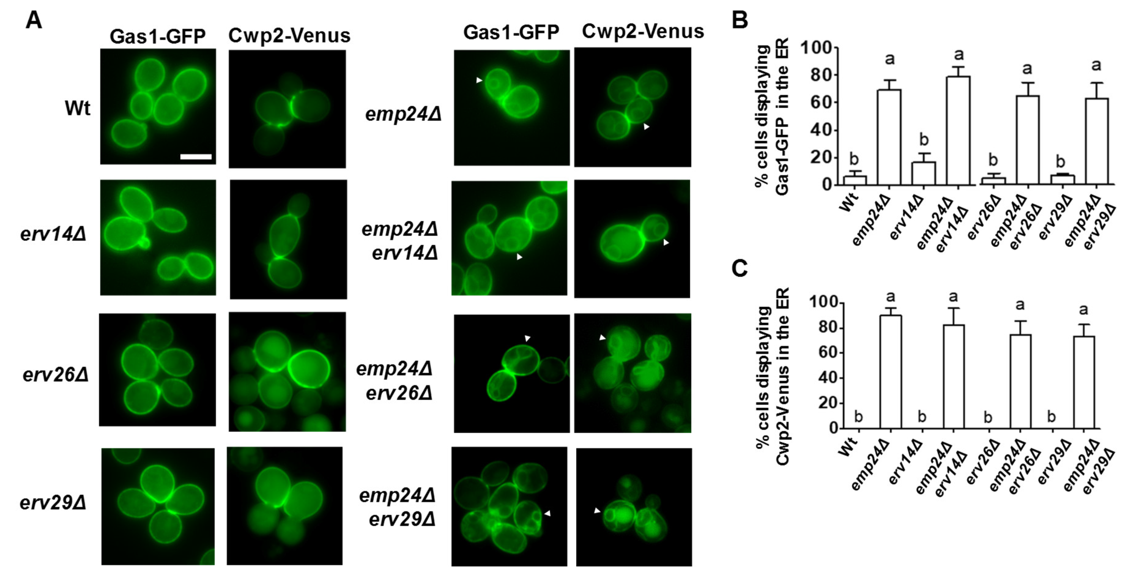 Cells 09 01295 g004 Cells 09 01295 g004
