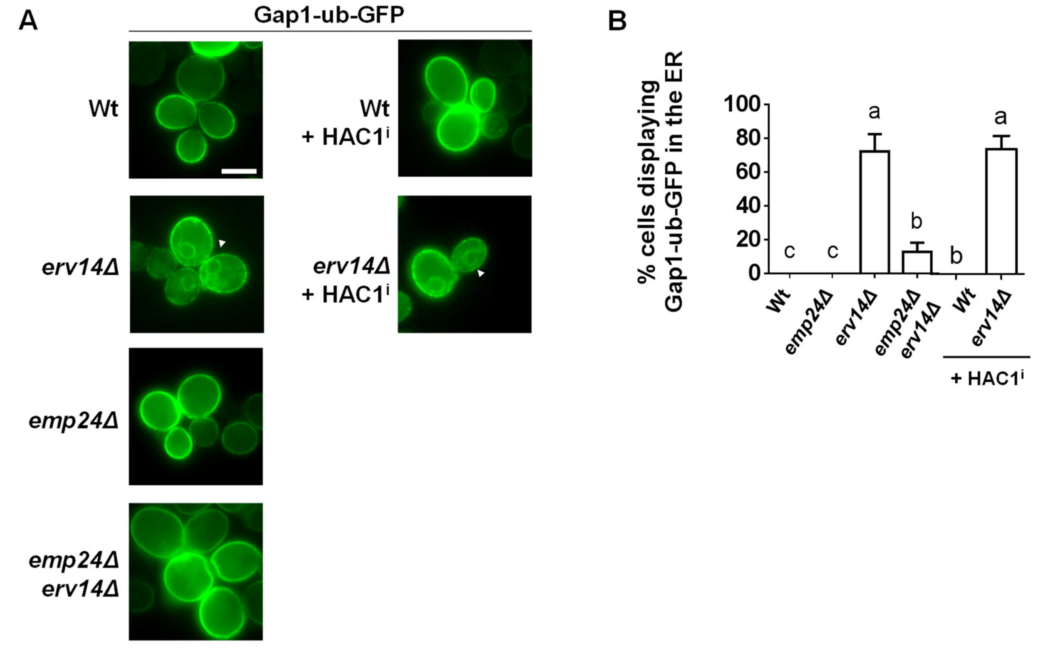 Cells 09 01295 g006 Cells 09 01295 g006