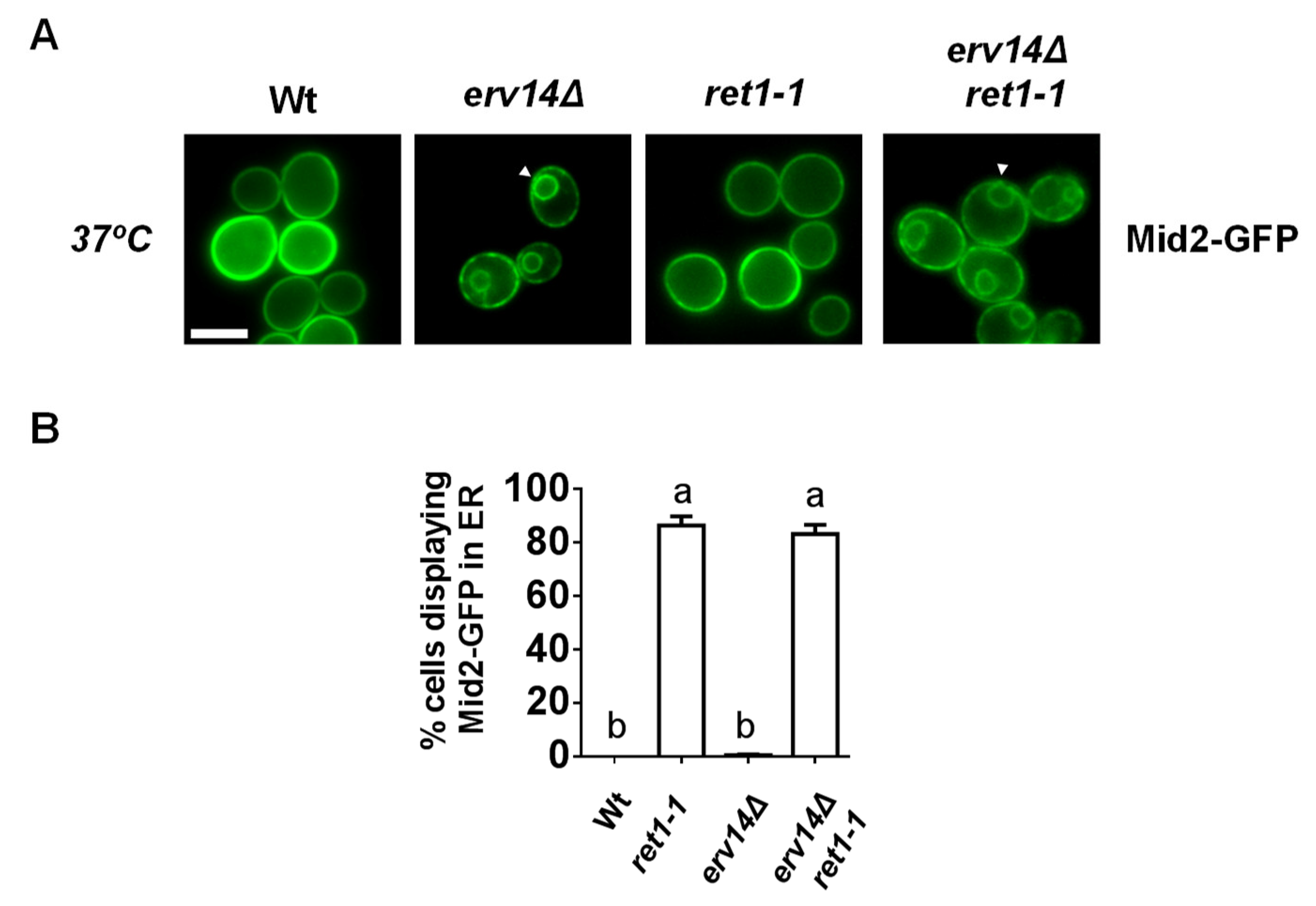Cells 09 01295 g007 Cells 09 01295 g007