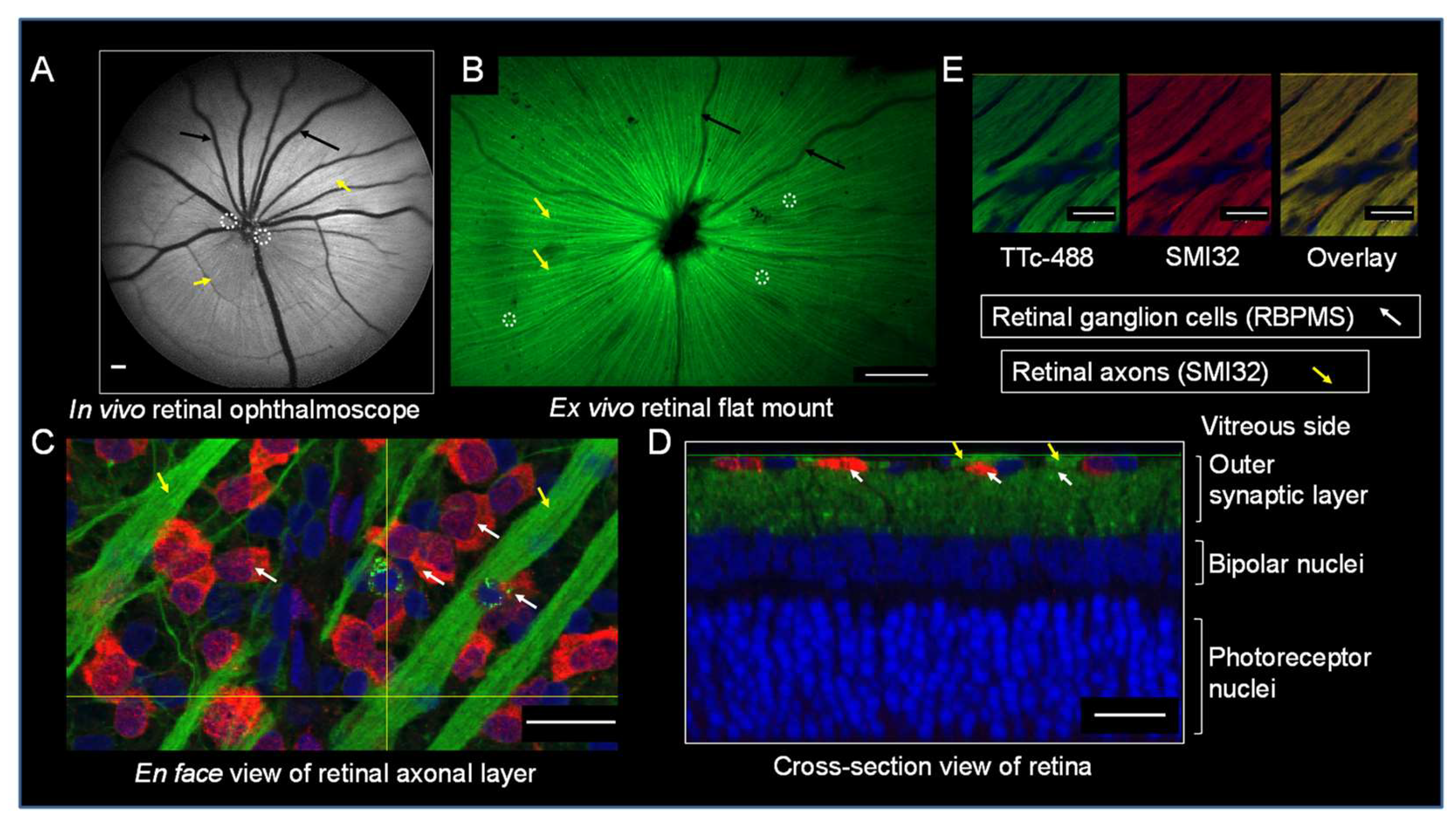 Cells 09 01298 g002 Cells 09 01298 g002