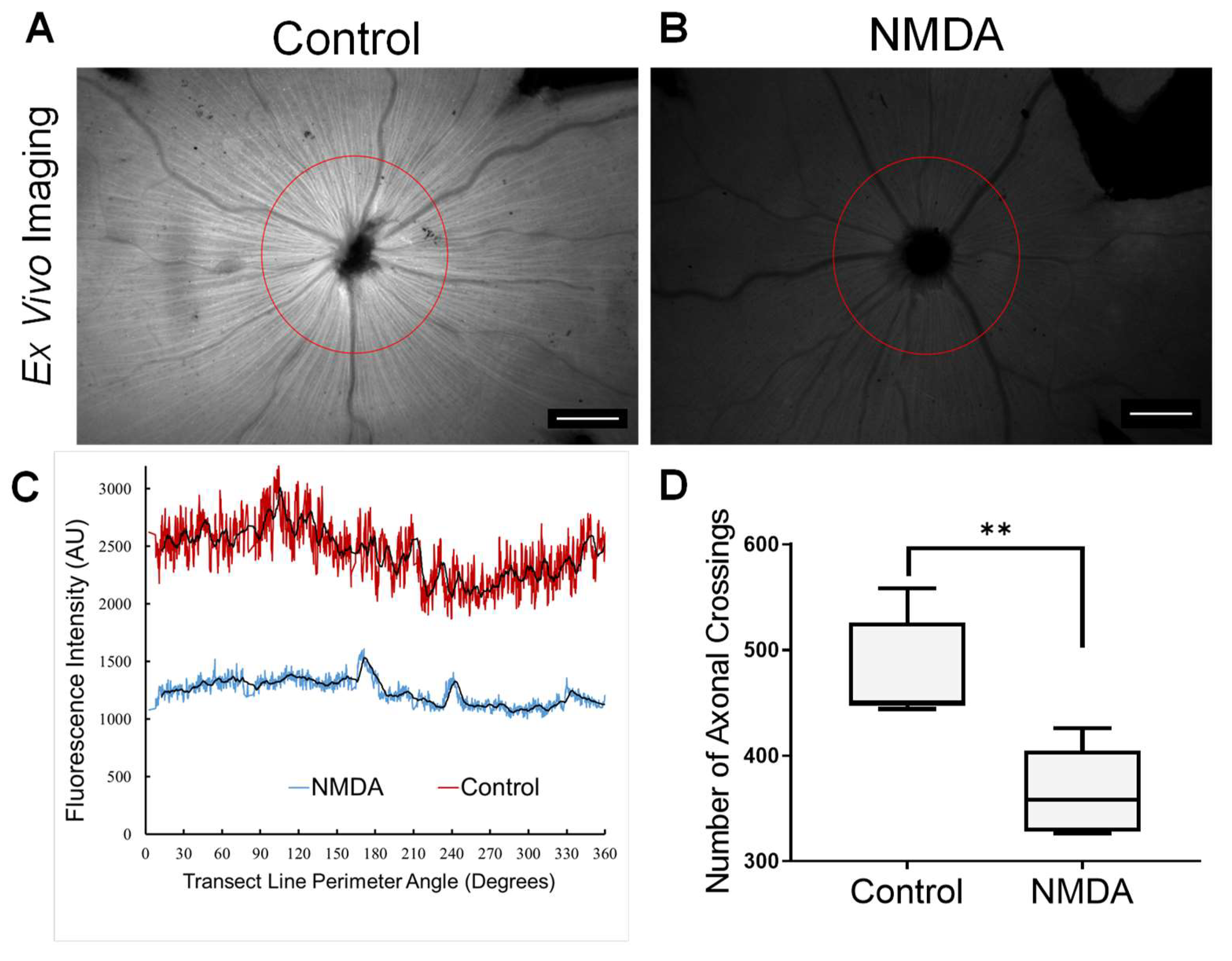 Cells 09 01298 g003 Cells 09 01298 g003