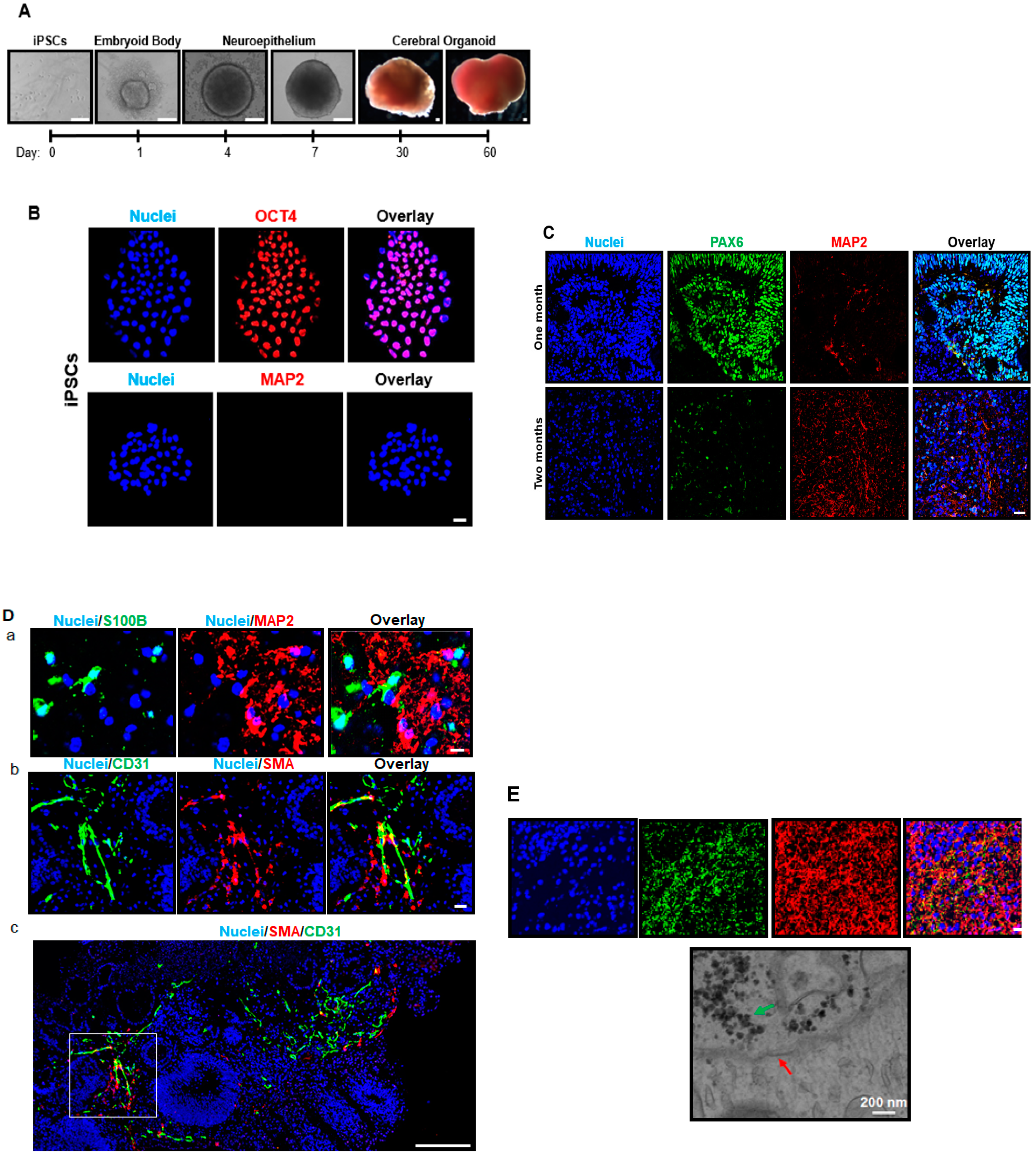Cells 09 01301 g001 Cells 09 01301 g001