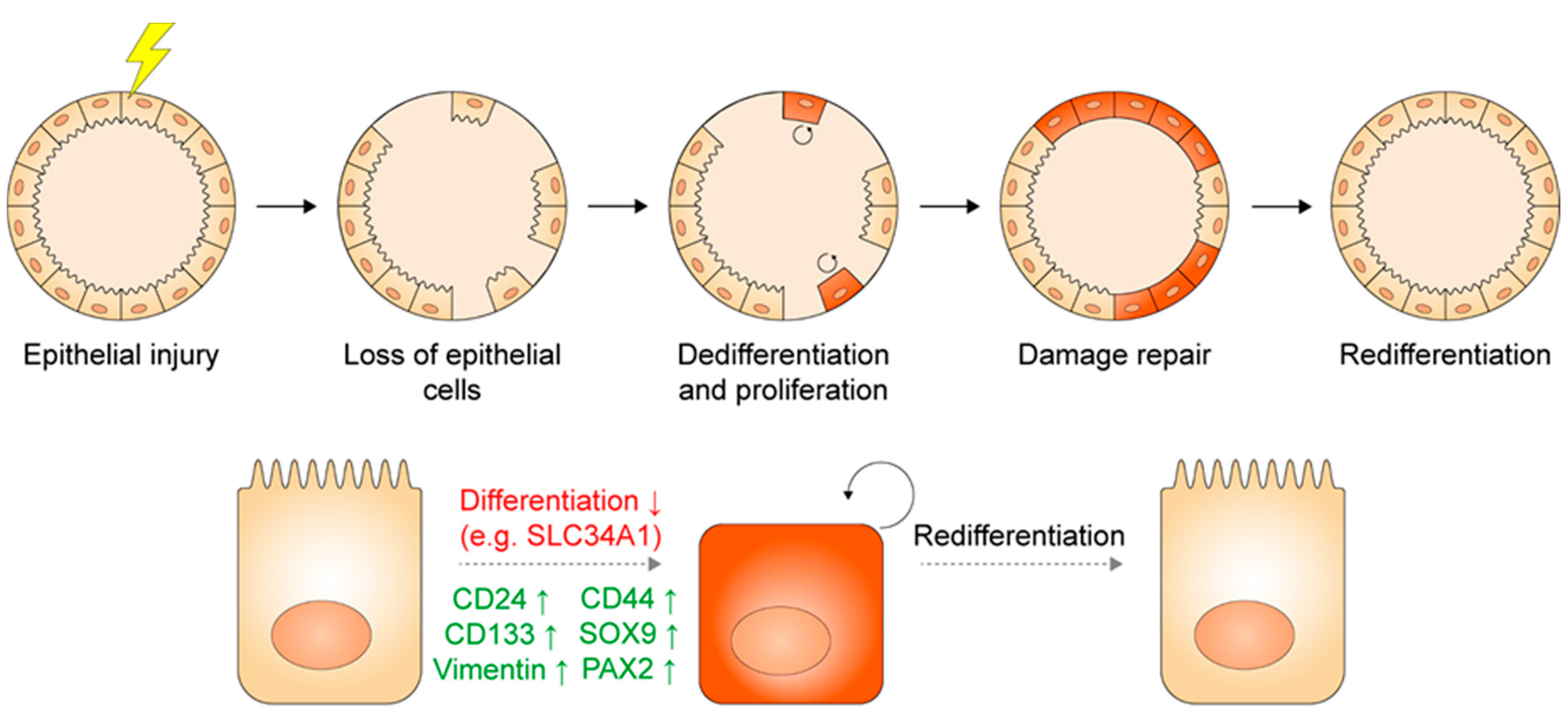 Cells 09 01326 g003 Cells 09 01326 g003