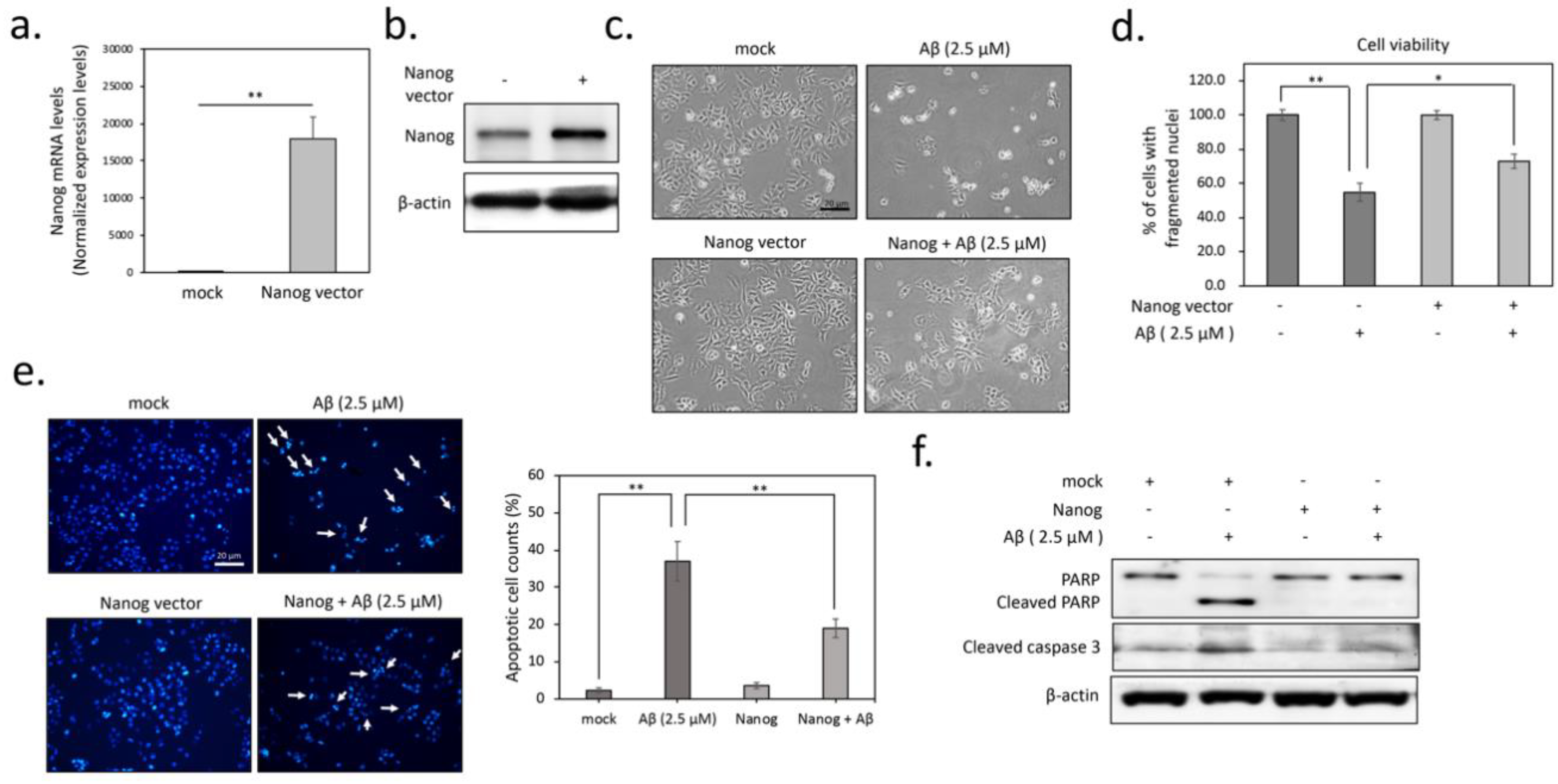 Cells 09 01339 g001 Cells 09 01339 g001