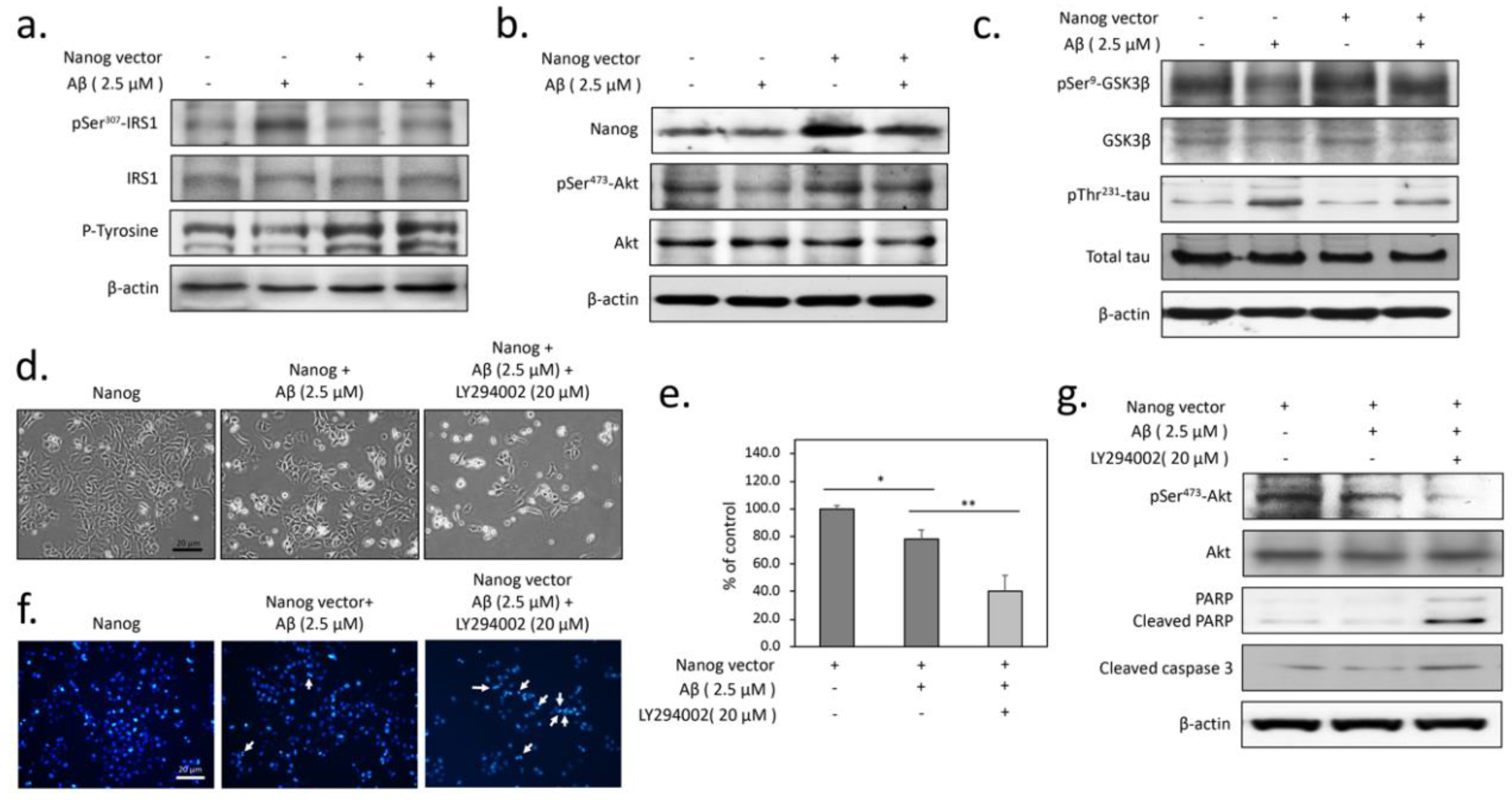 Cells 09 01339 g002 Cells 09 01339 g002
