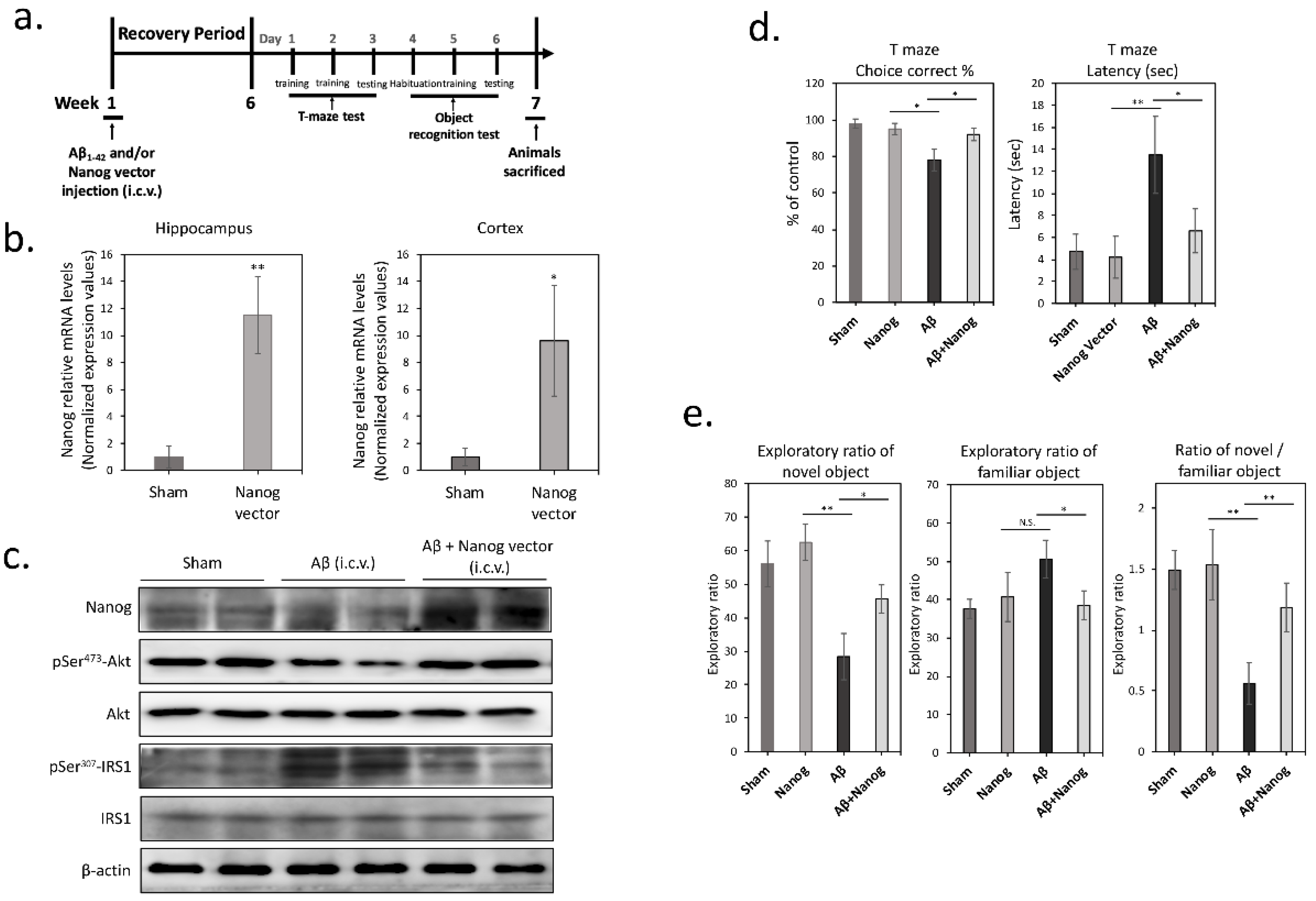 Cells 09 01339 g004 Cells 09 01339 g004