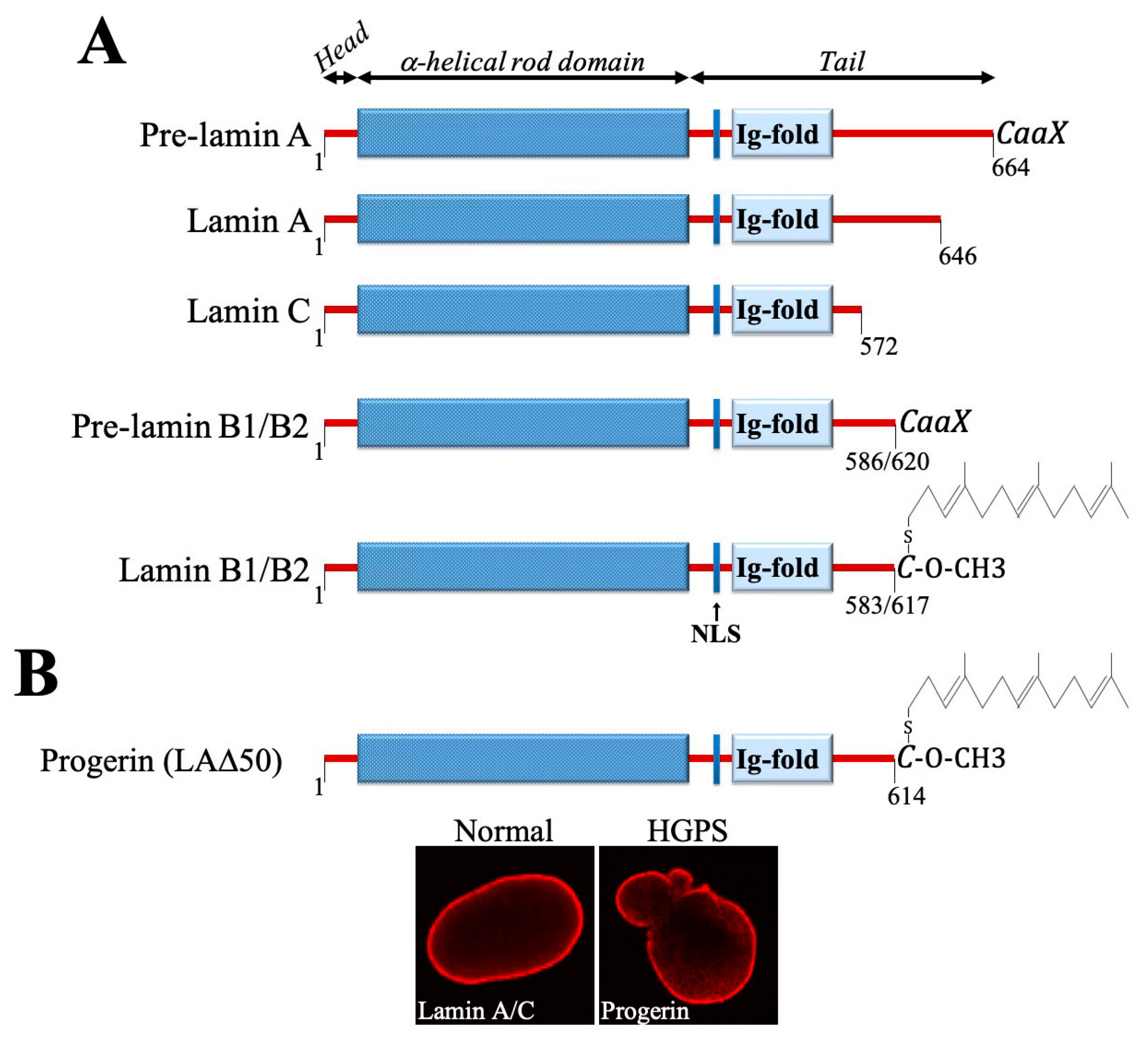 Cells 09 01340 g001 Cells 09 01340 g001