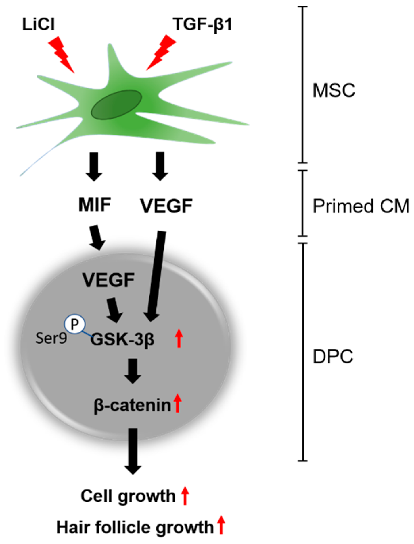 Cells 09 01344 g006 Cells 09 01344 g006