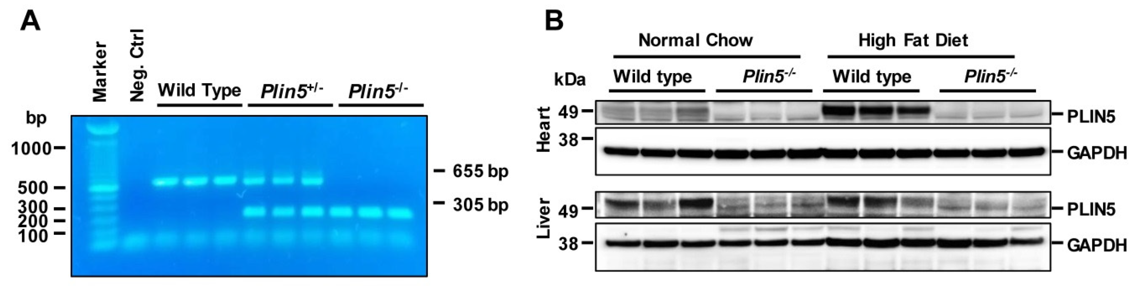 Cells 09 01346 g001