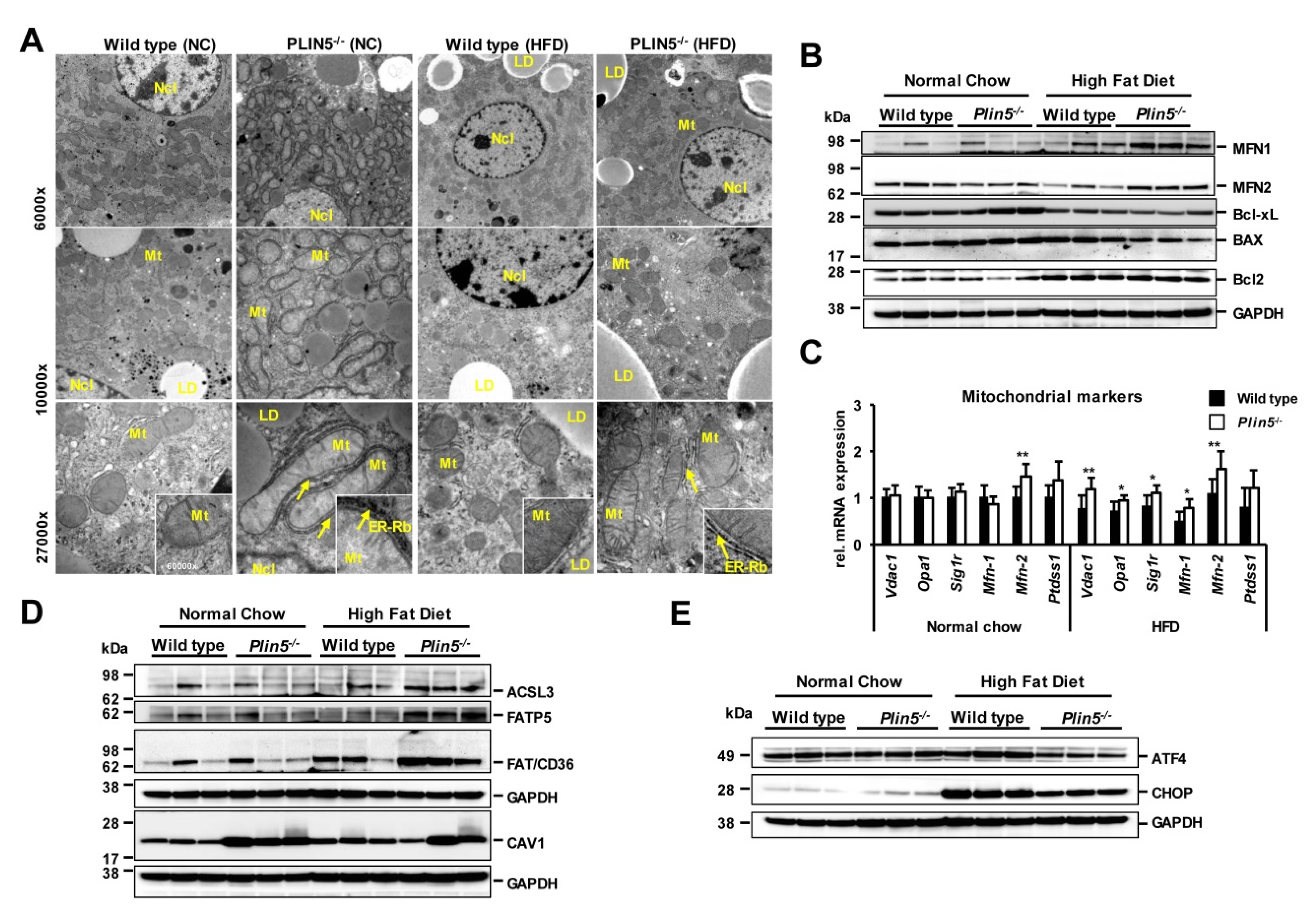 Cells 09 01346 g004
