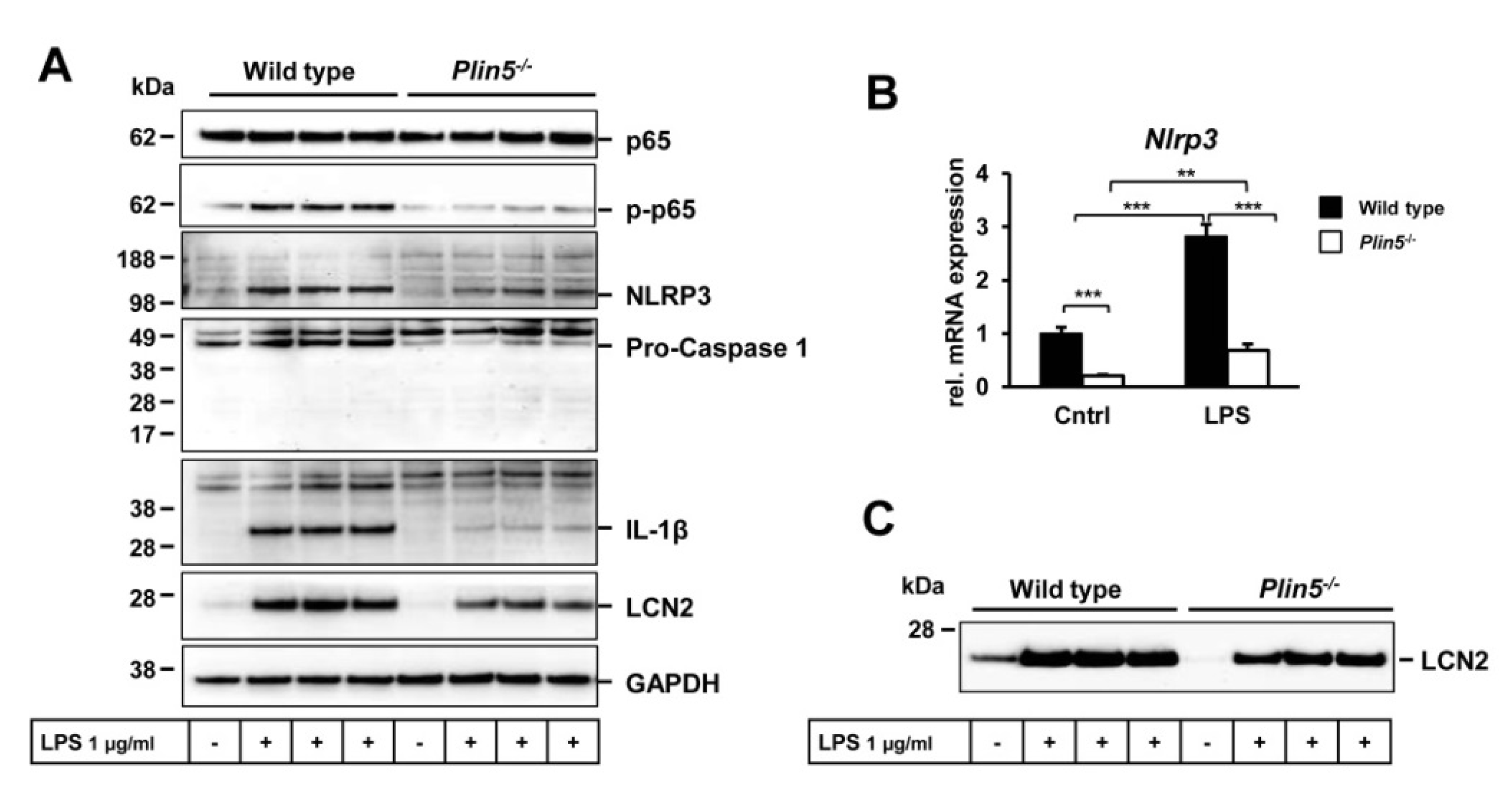 Cells 09 01346 g006