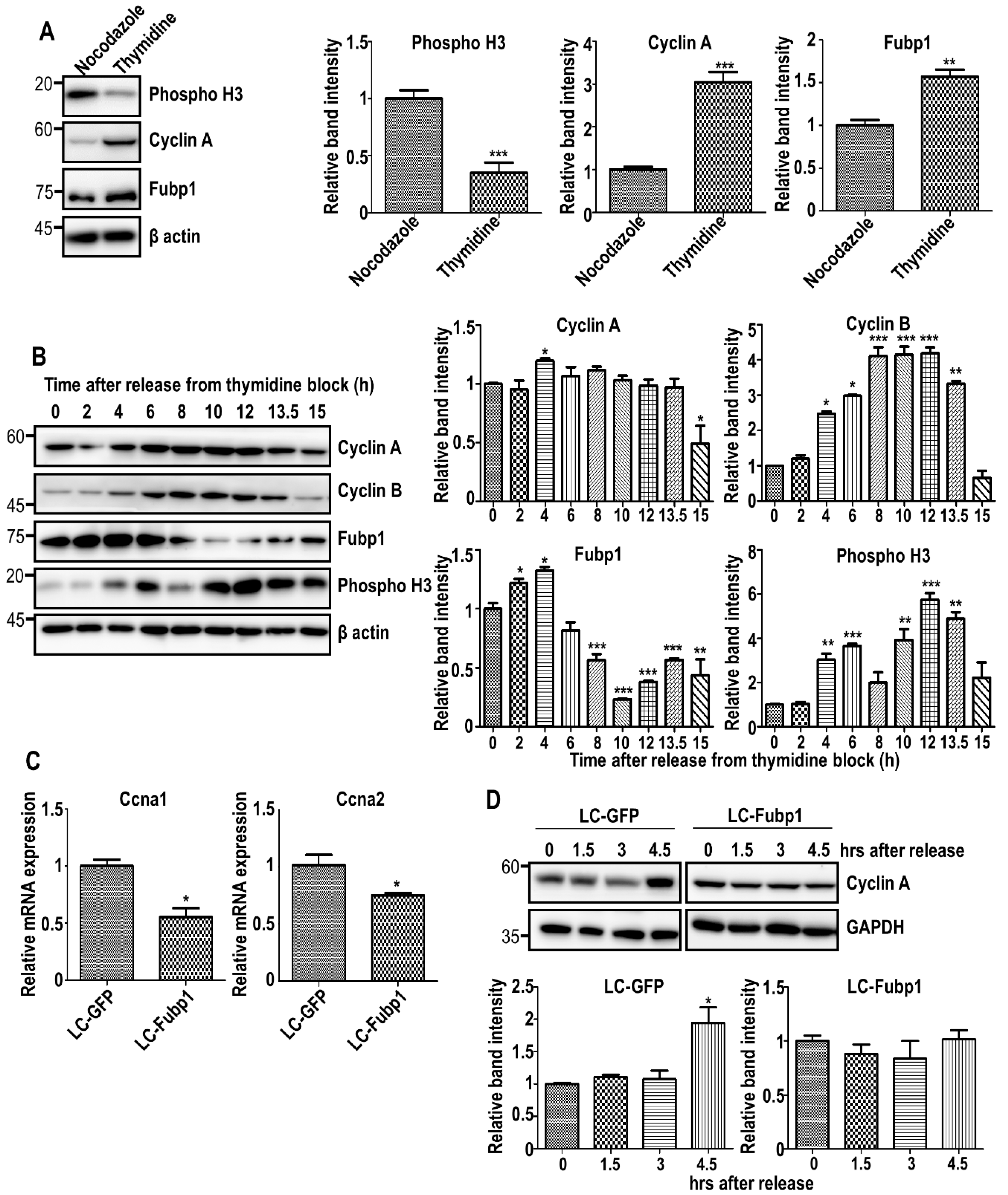 Cells 09 01347 g001