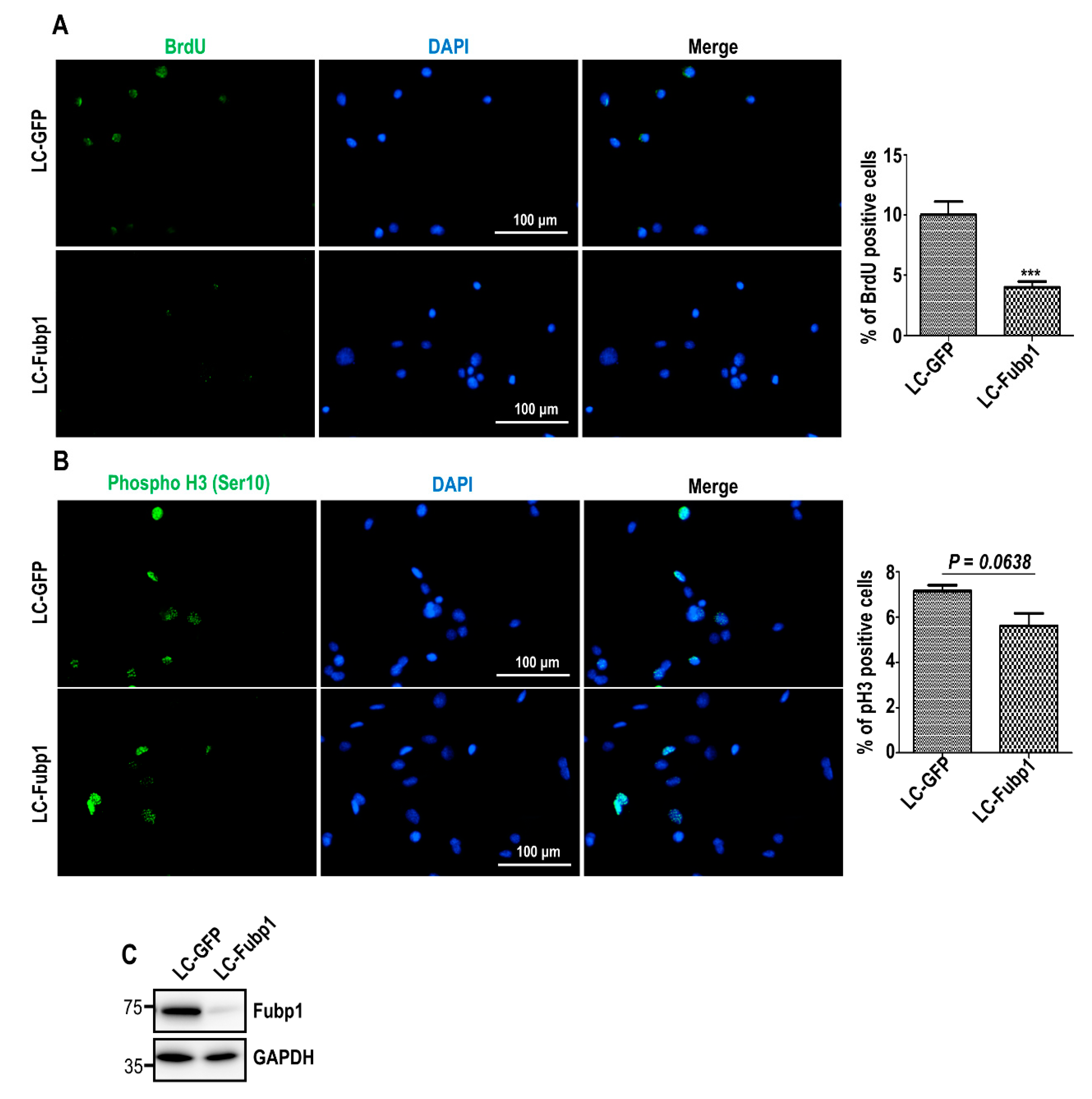 Cells 09 01347 g002