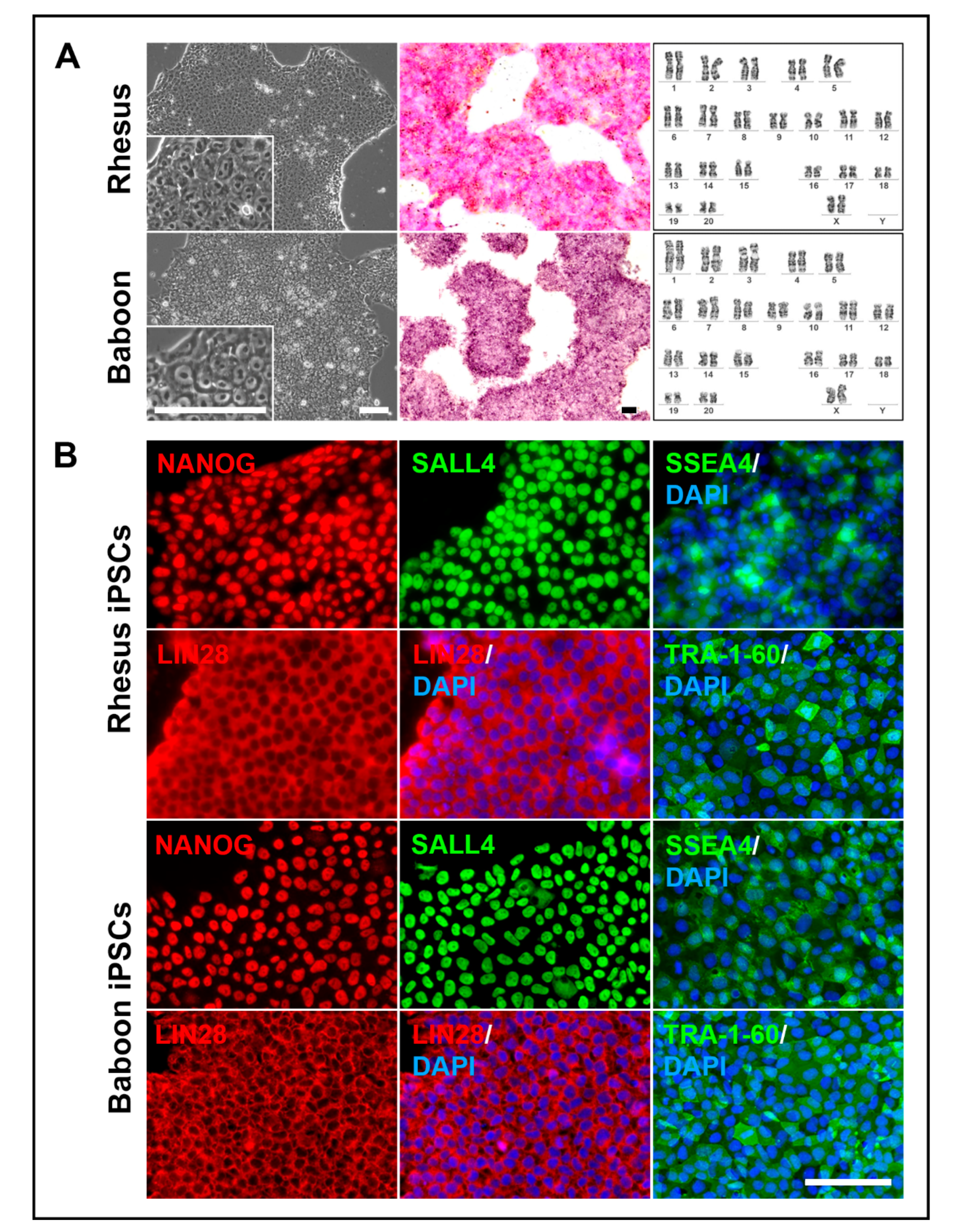 Cells 09 01349 g005 Cells 09 01349 g005