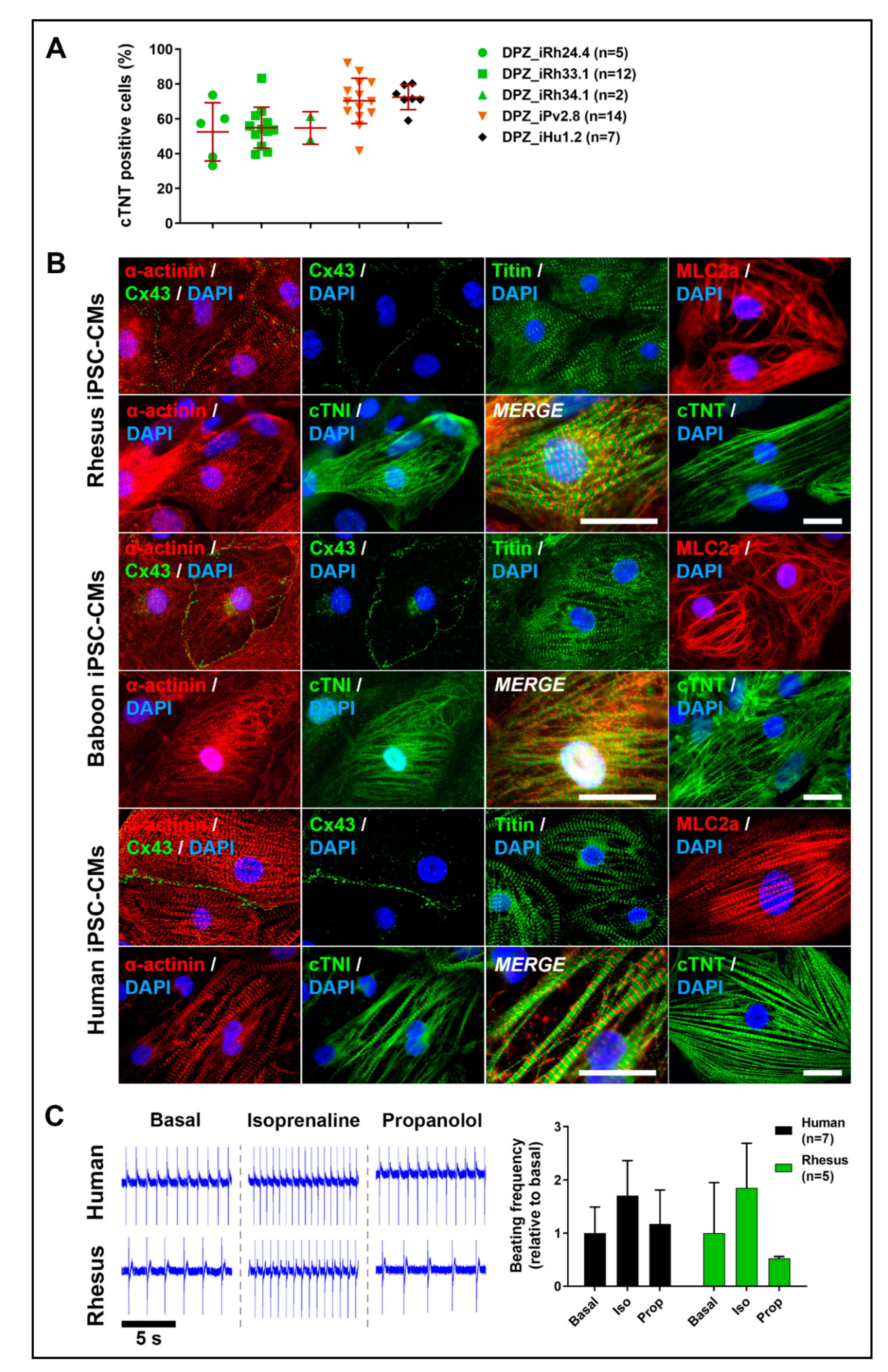 Cells 09 01349 g007 Cells 09 01349 g007