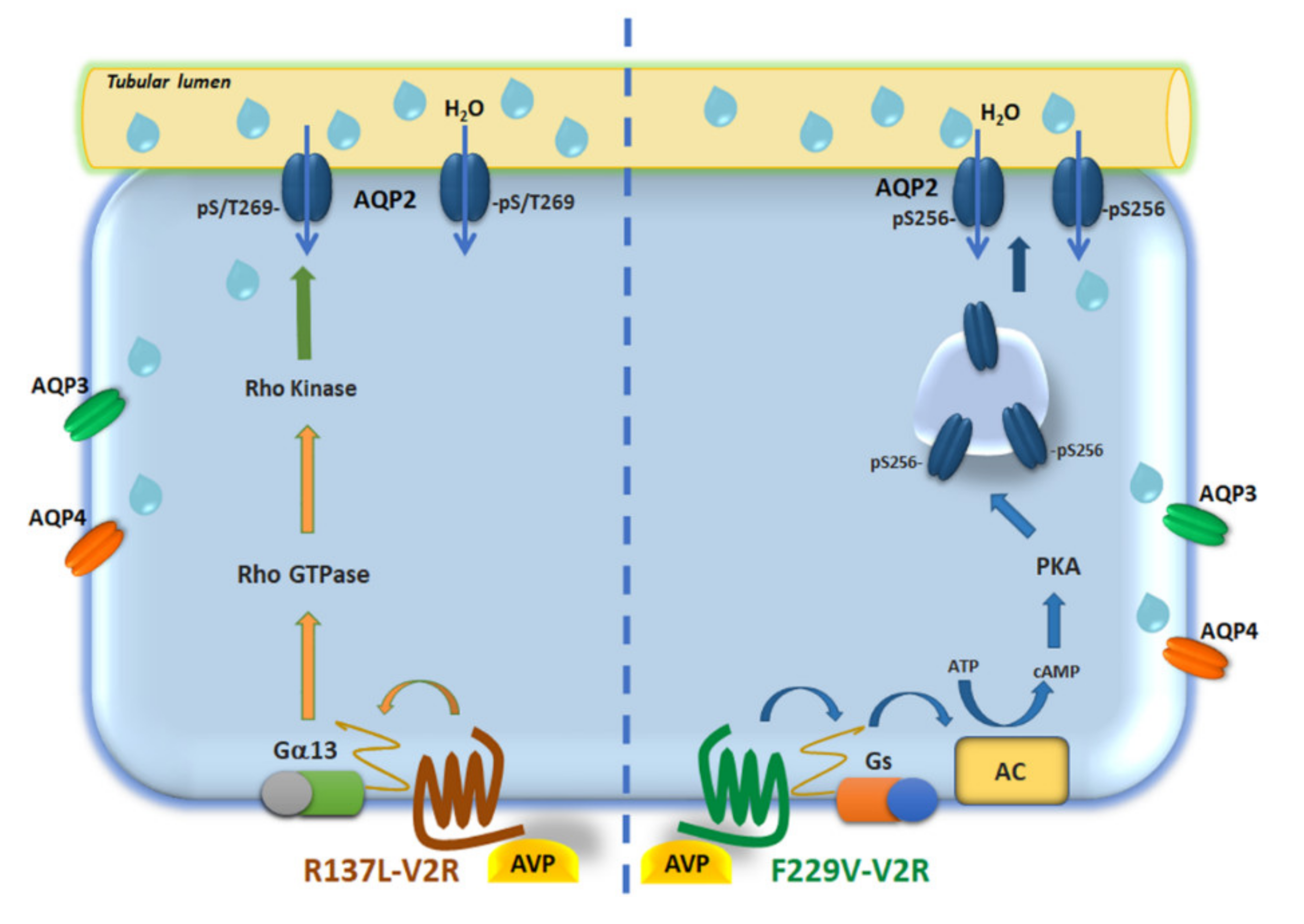 Cells 09 01354 g007 Cells 09 01354 g007