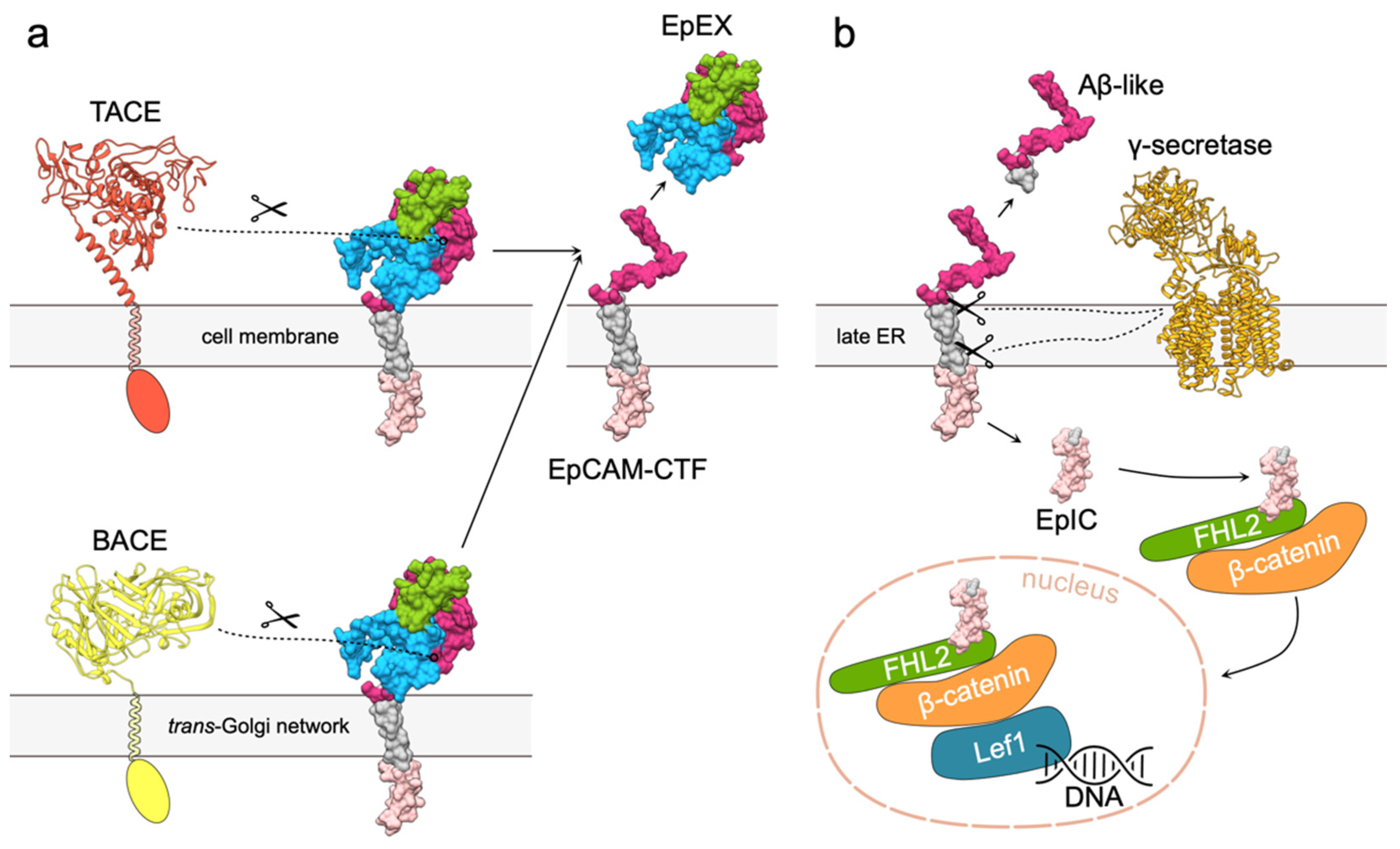 Cells 09 01361 g005 Cells 09 01361 g005