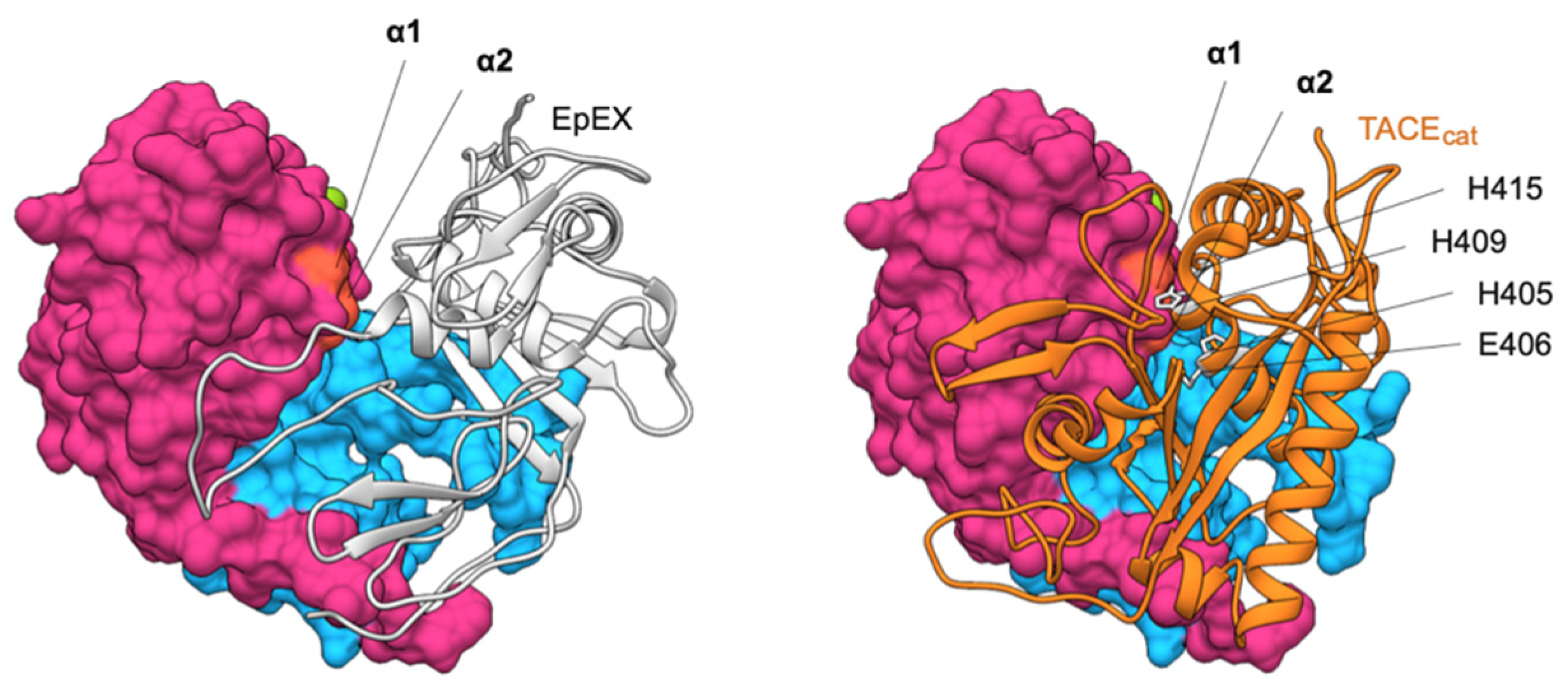 Cells 09 01361 g008 Cells 09 01361 g008