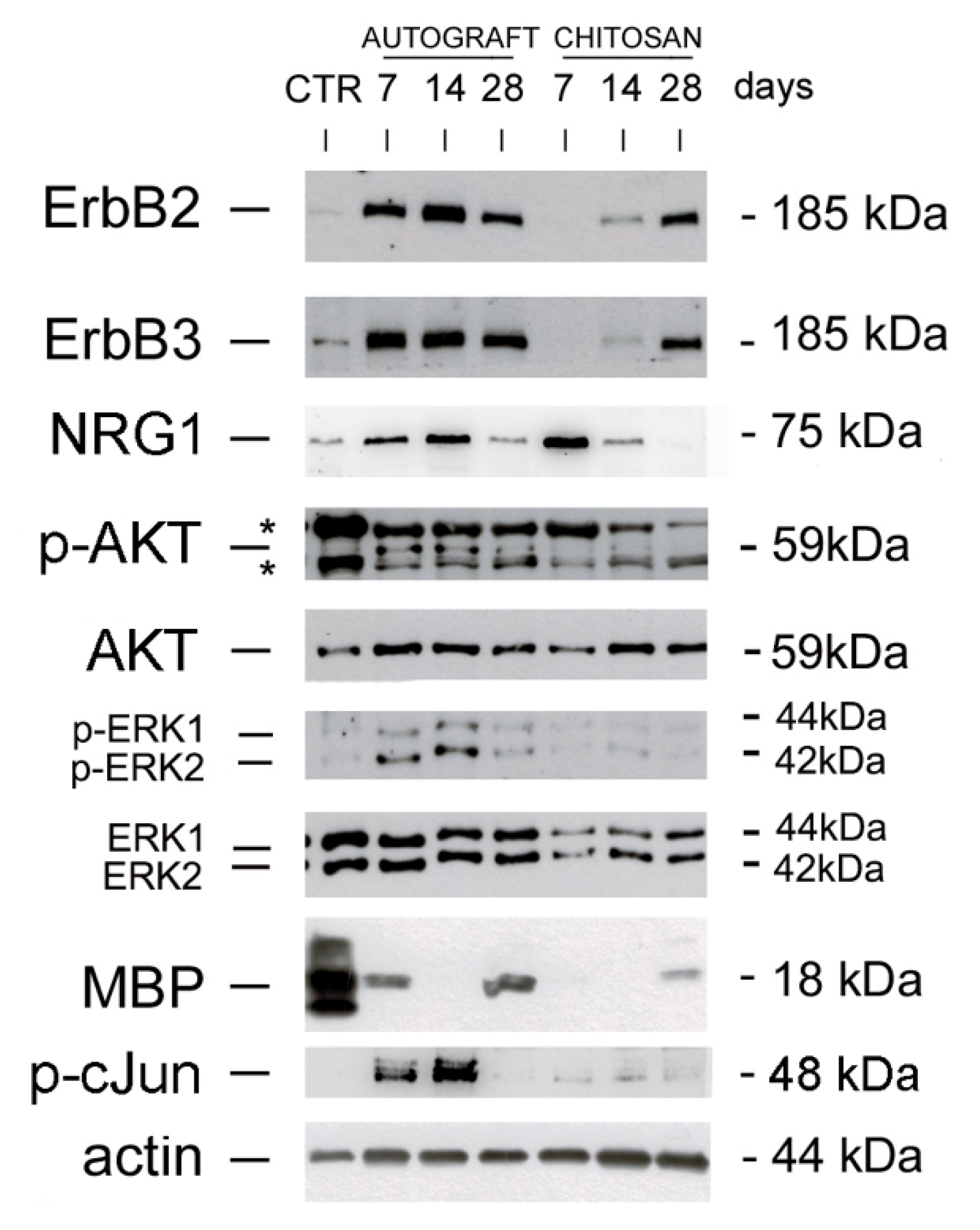 Cells 09 01366 g001