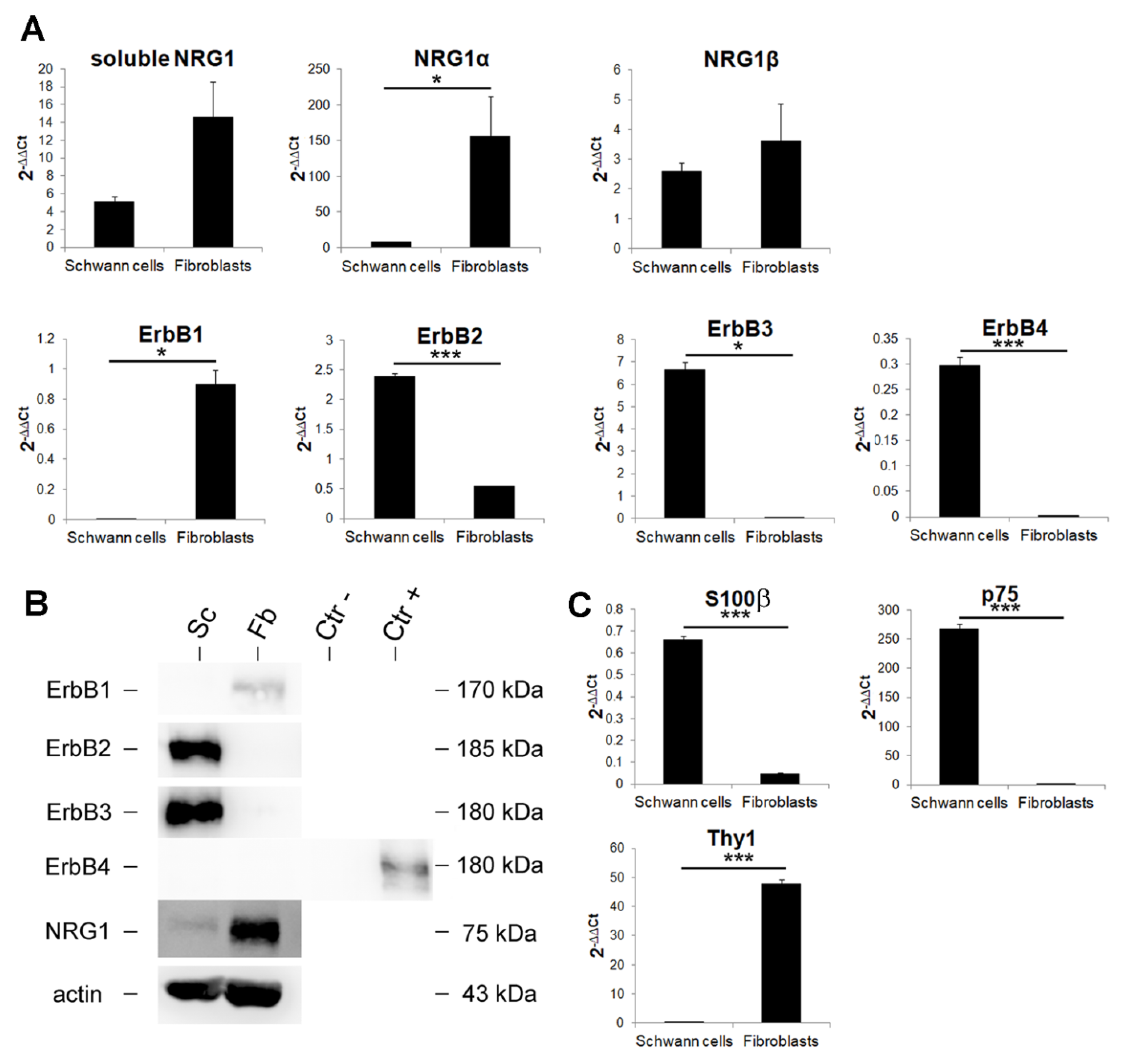 Cells 09 01366 g003