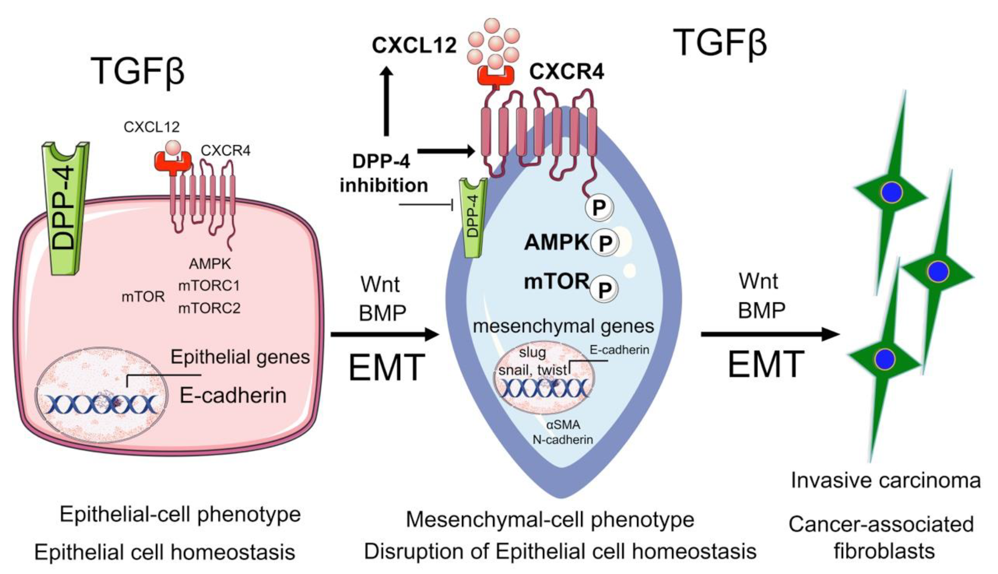 Cells 09 01380 g001 Cells 09 01380 g001