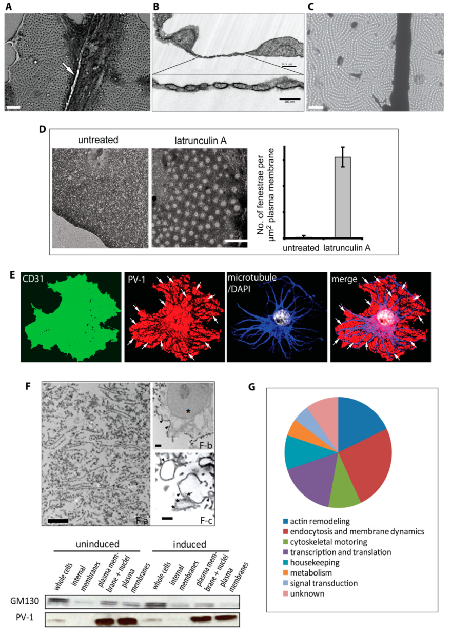 Cells 09 01387 g001