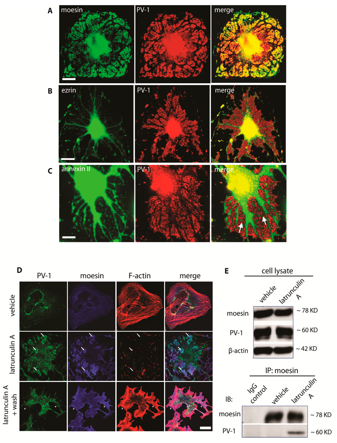 Cells 09 01387 g002