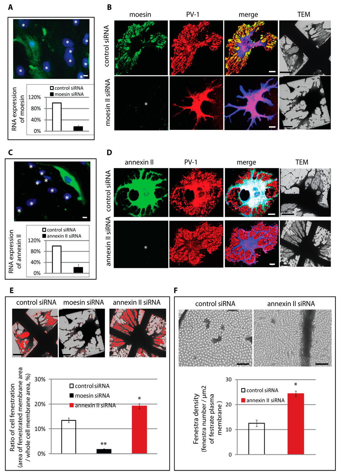 Cells 09 01387 g003