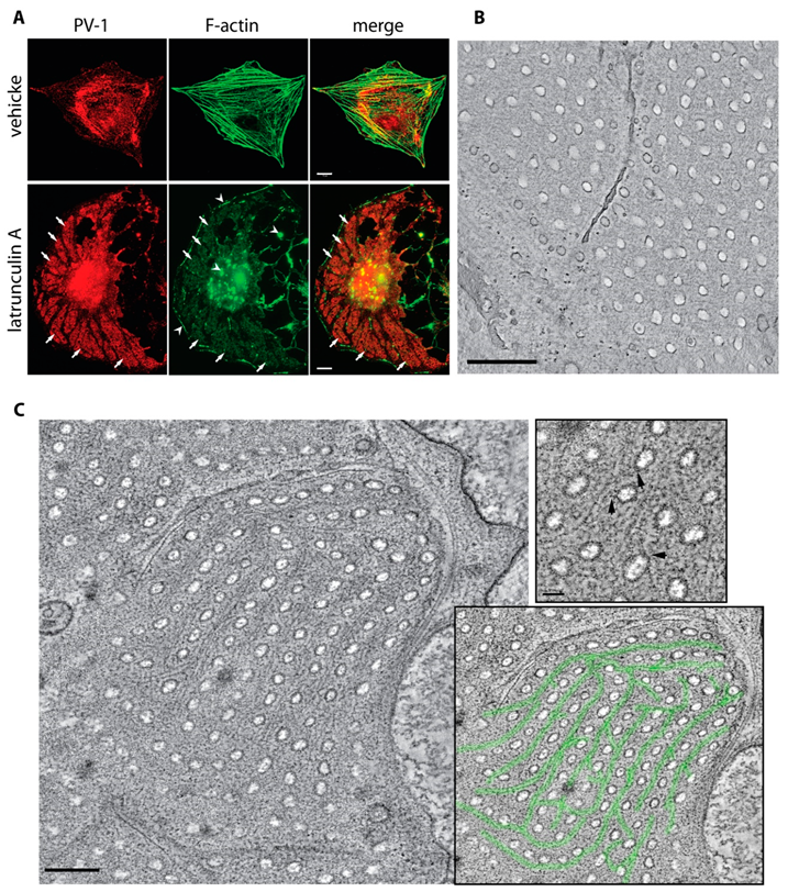 Cells 09 01387 g004