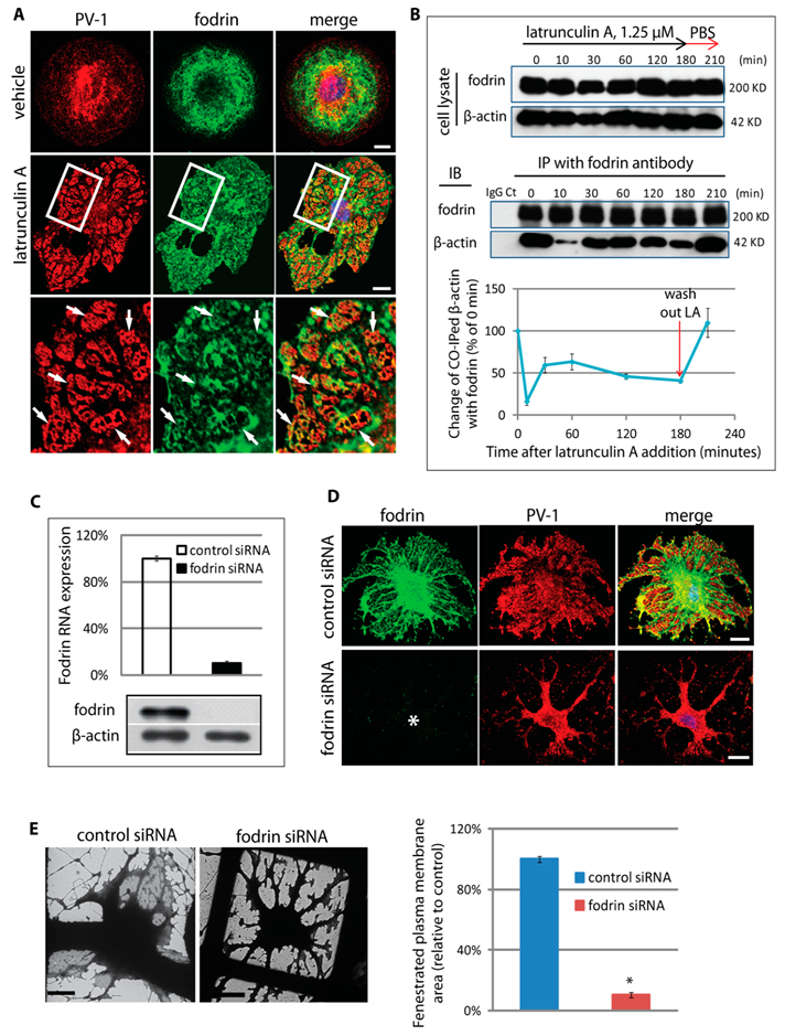 Cells 09 01387 g005