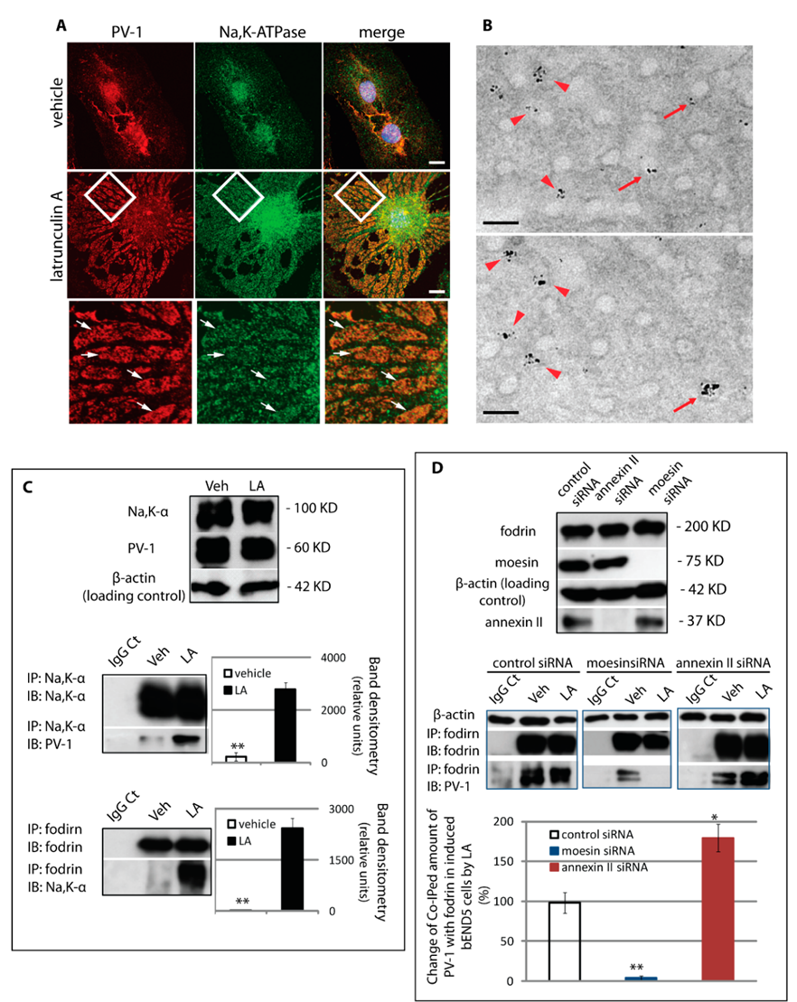 Cells 09 01387 g006