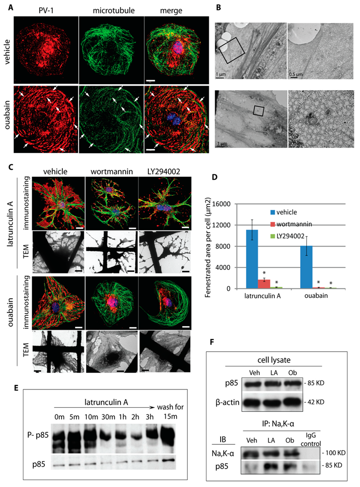 Cells 09 01387 g007